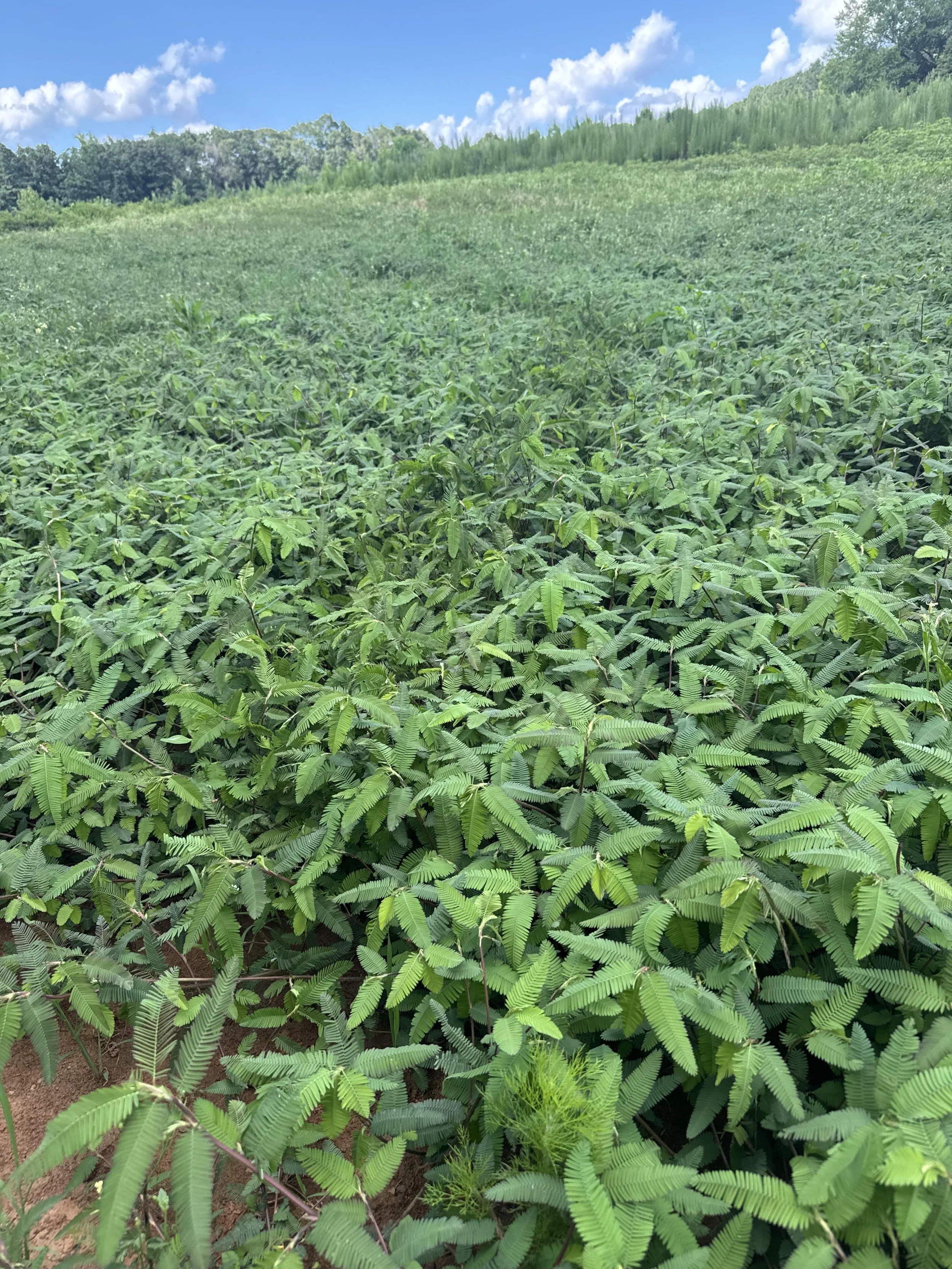 A vast green field of lush plants with a backdrop of trees and a partly cloudy sky.