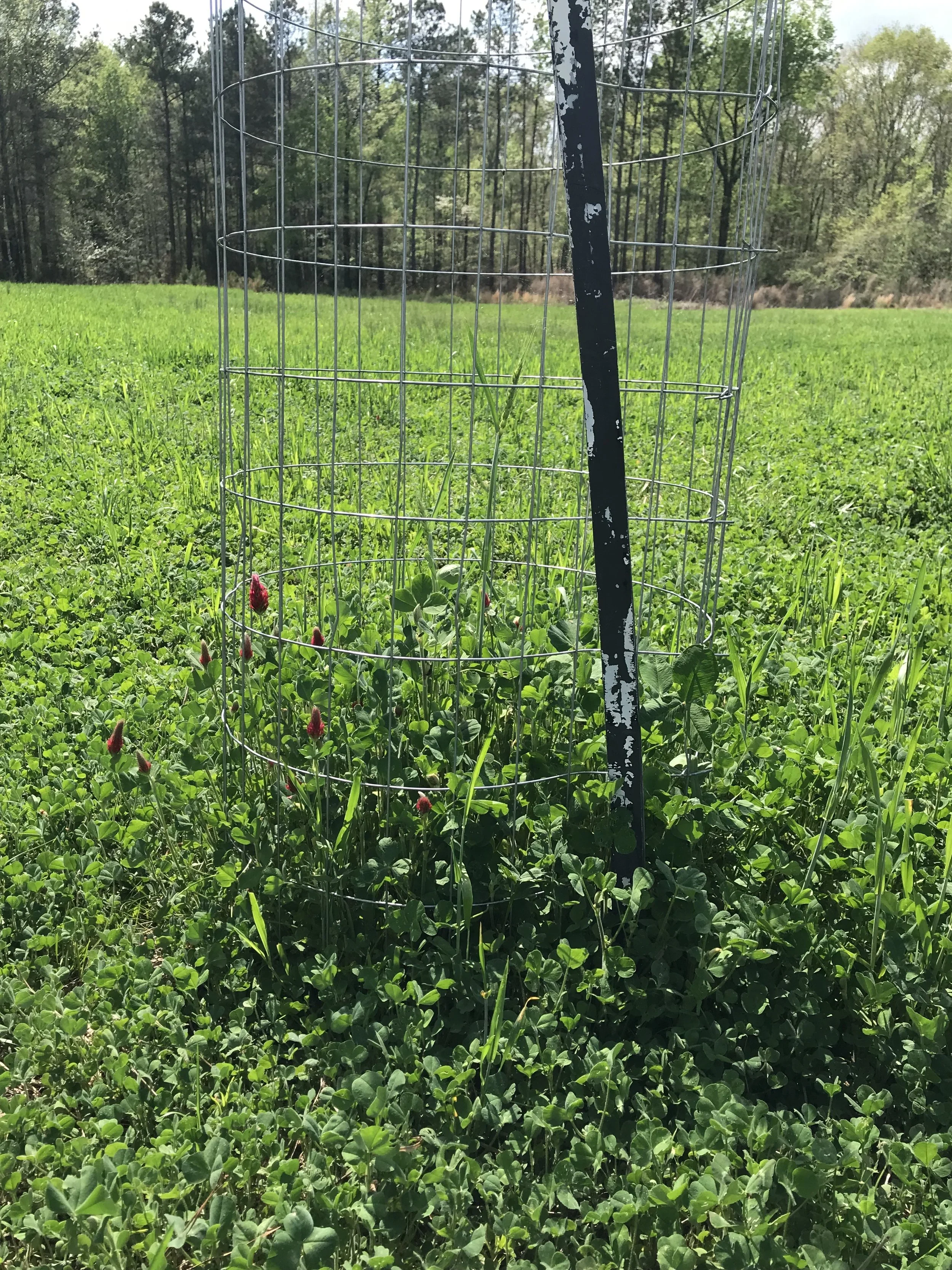 A protective wire cage surrounds a small flowering plant in a grassy field, with trees and blue sky in the background.