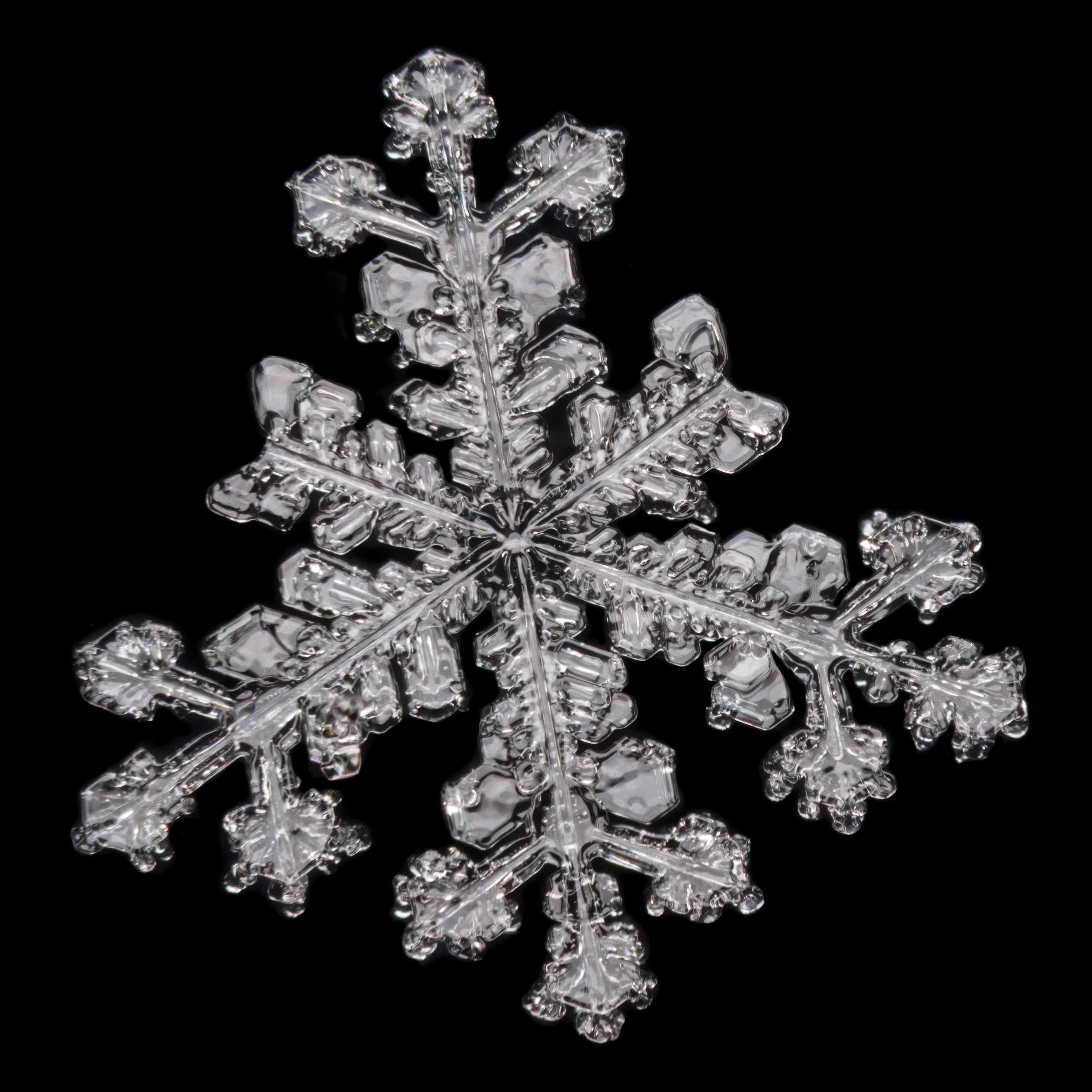 Macro photograph of a stellar dendrite snowflake with four longer branches.