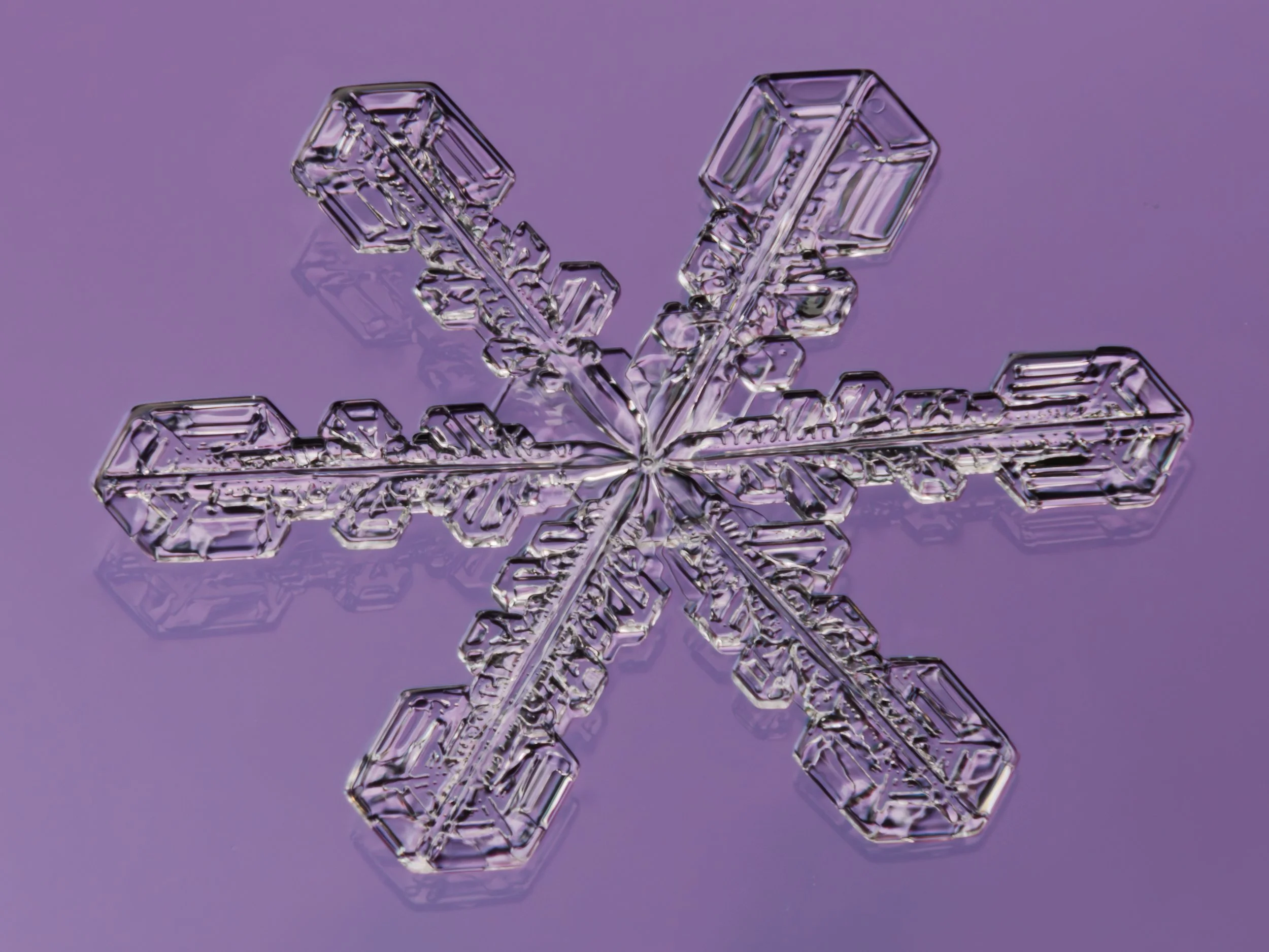 Macro photograph of a stellar dendrite snowflake with six symmetrical branches, against a purple background.