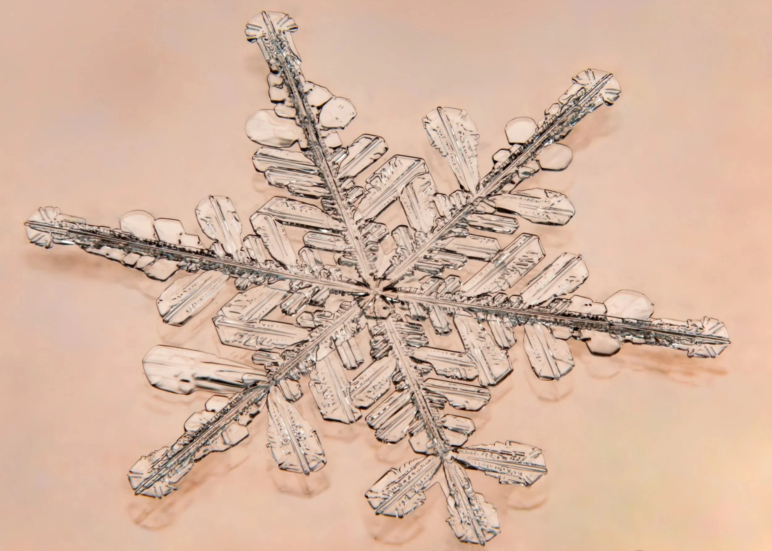 Macro photograph of a clear stellar dendrite snowflake with large branches on an orange glass.