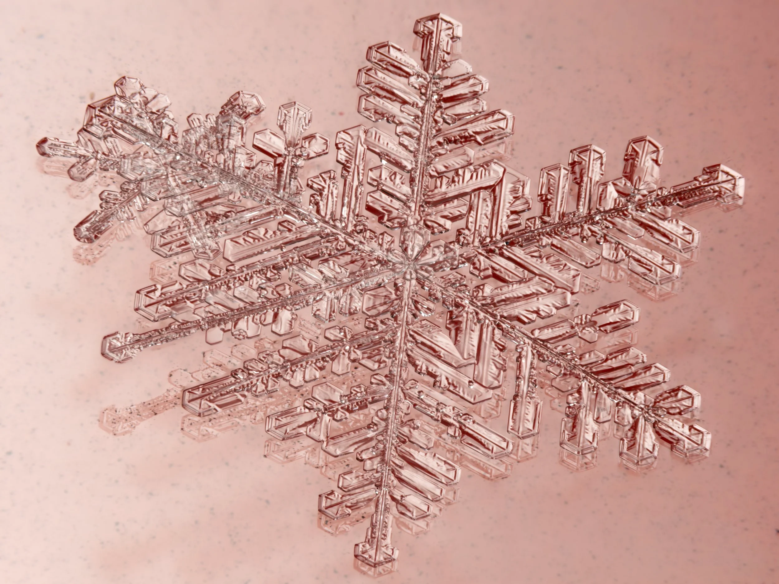Macro photograph of a large, detailed fernlike stellar dendrite snowflake on pink glass.