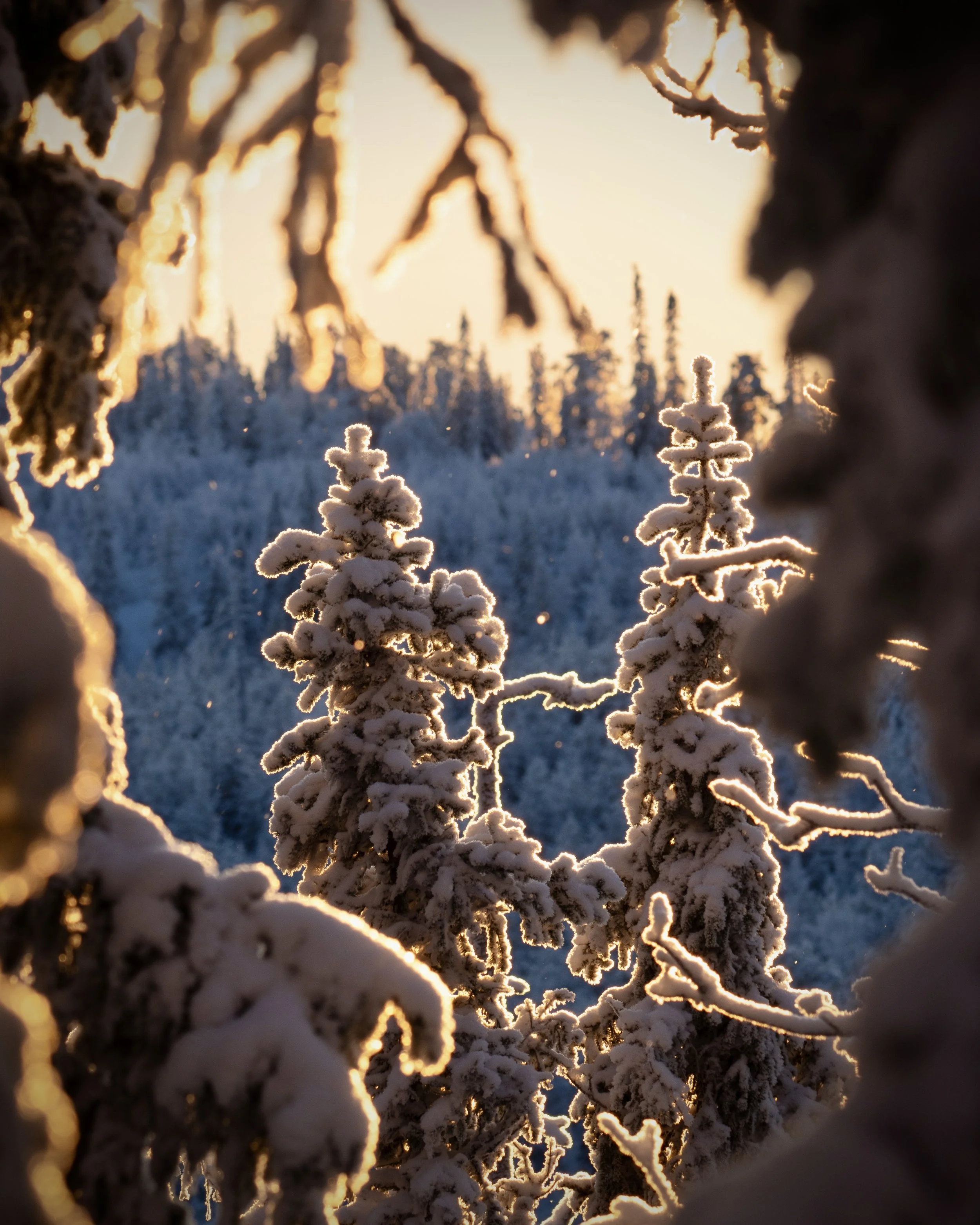 Snow-covered trees and branches illuminated by the warm glow of the setting or rising sun, creating a backlit winter landscape.