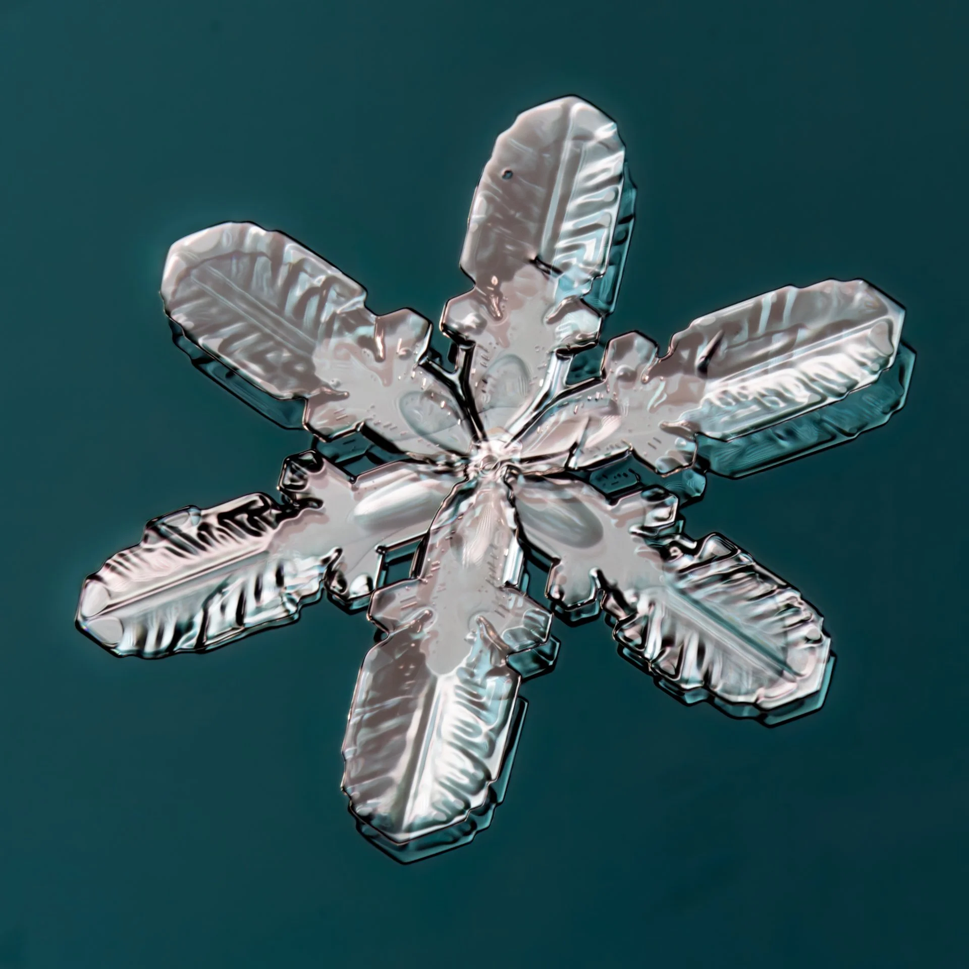 Macro photograph of a detailed, symmetrical stellar dendrite snowflake with six branches against a green background.
