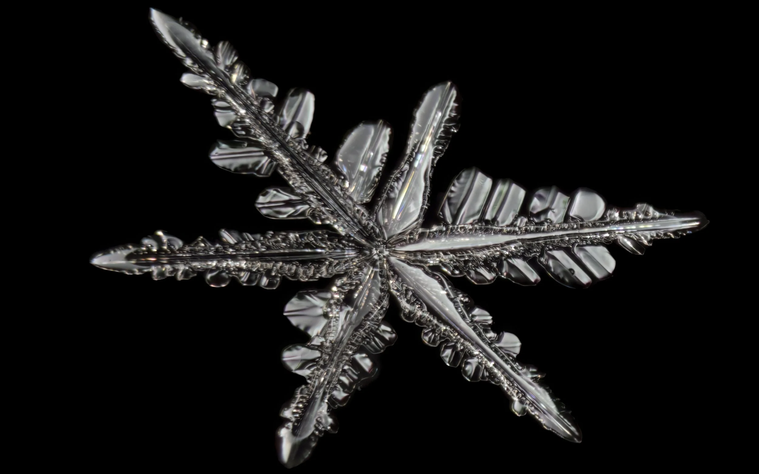 Macro photograph of a stellar dendrite snowflake with intricate ice crystal patterns.