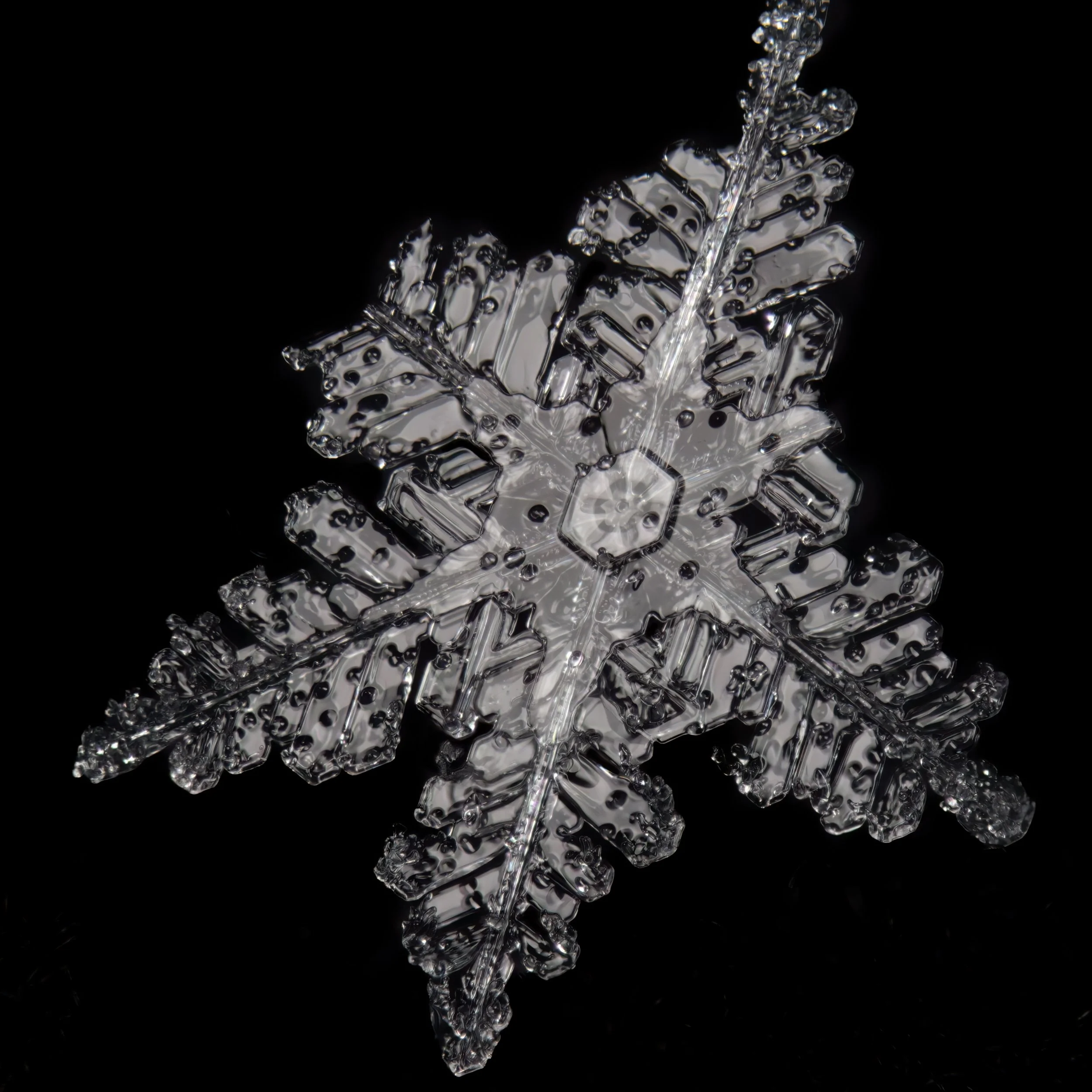 Macro photograph photograph of a clear, detailed stellar dendrite snowflake.
