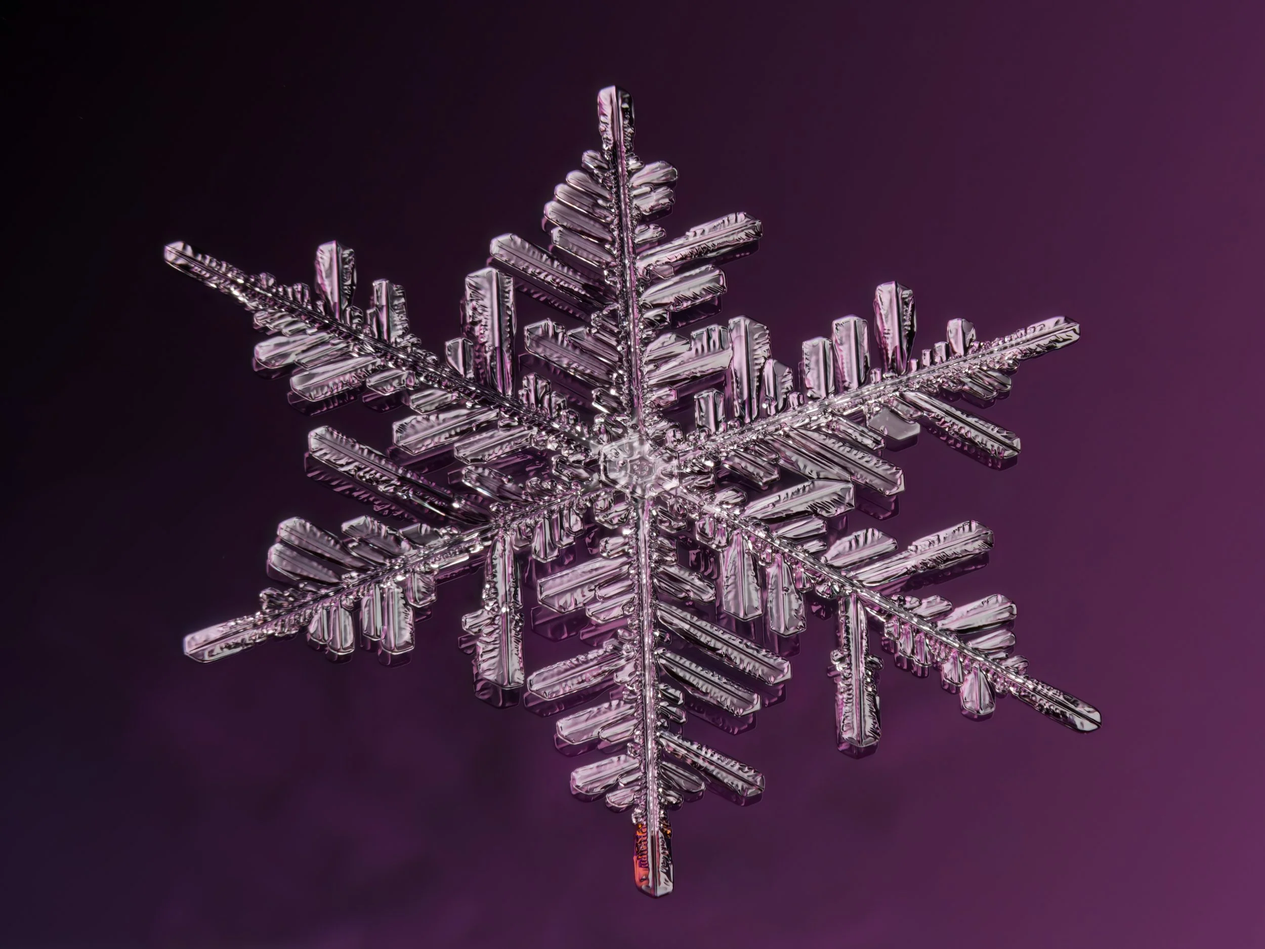Macro photograph of a transparent, detailed fernlike stellar dendrite snowflake against a dark purple background.