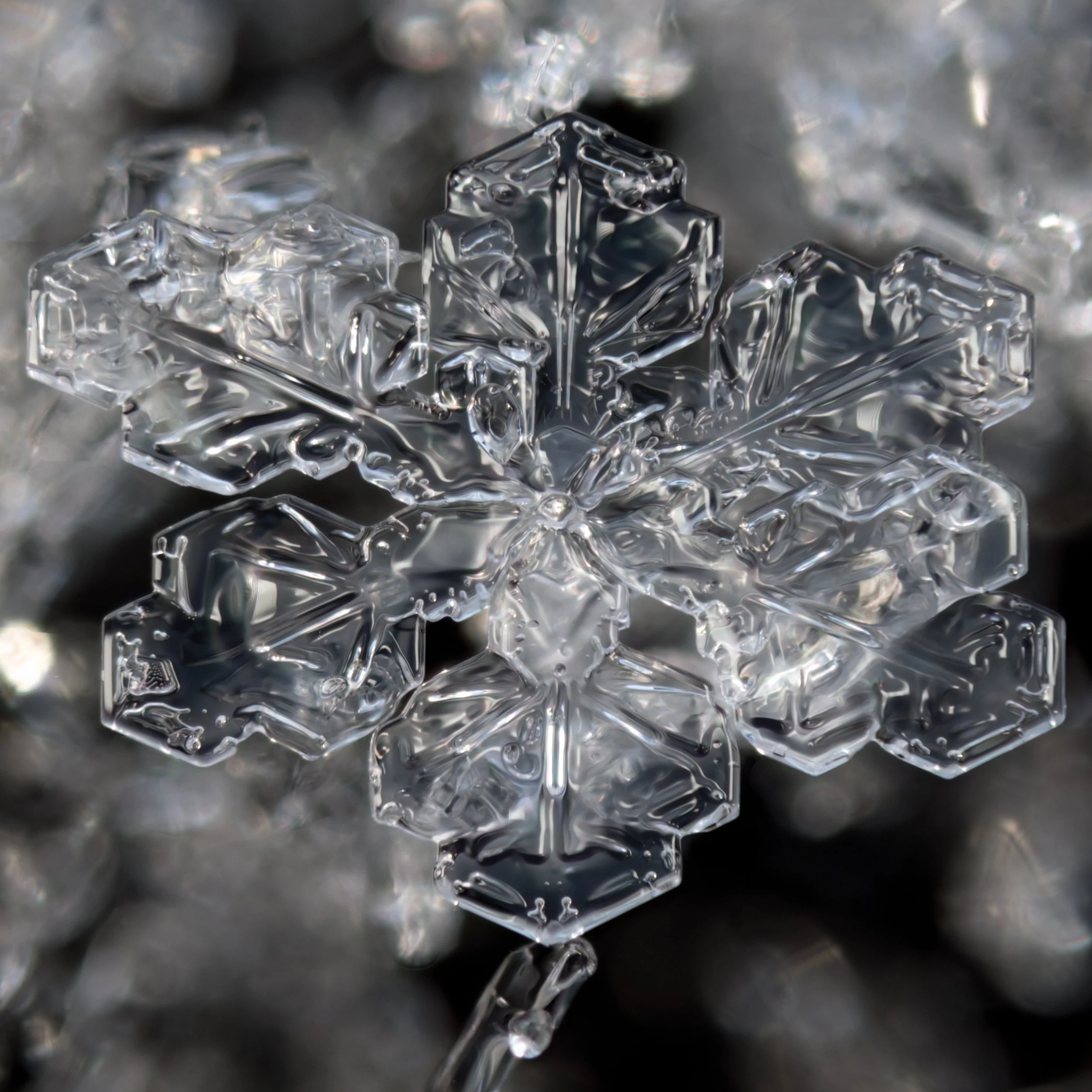 Macro photograph of a detailed, transparent snowflake with a dark and blurred background.