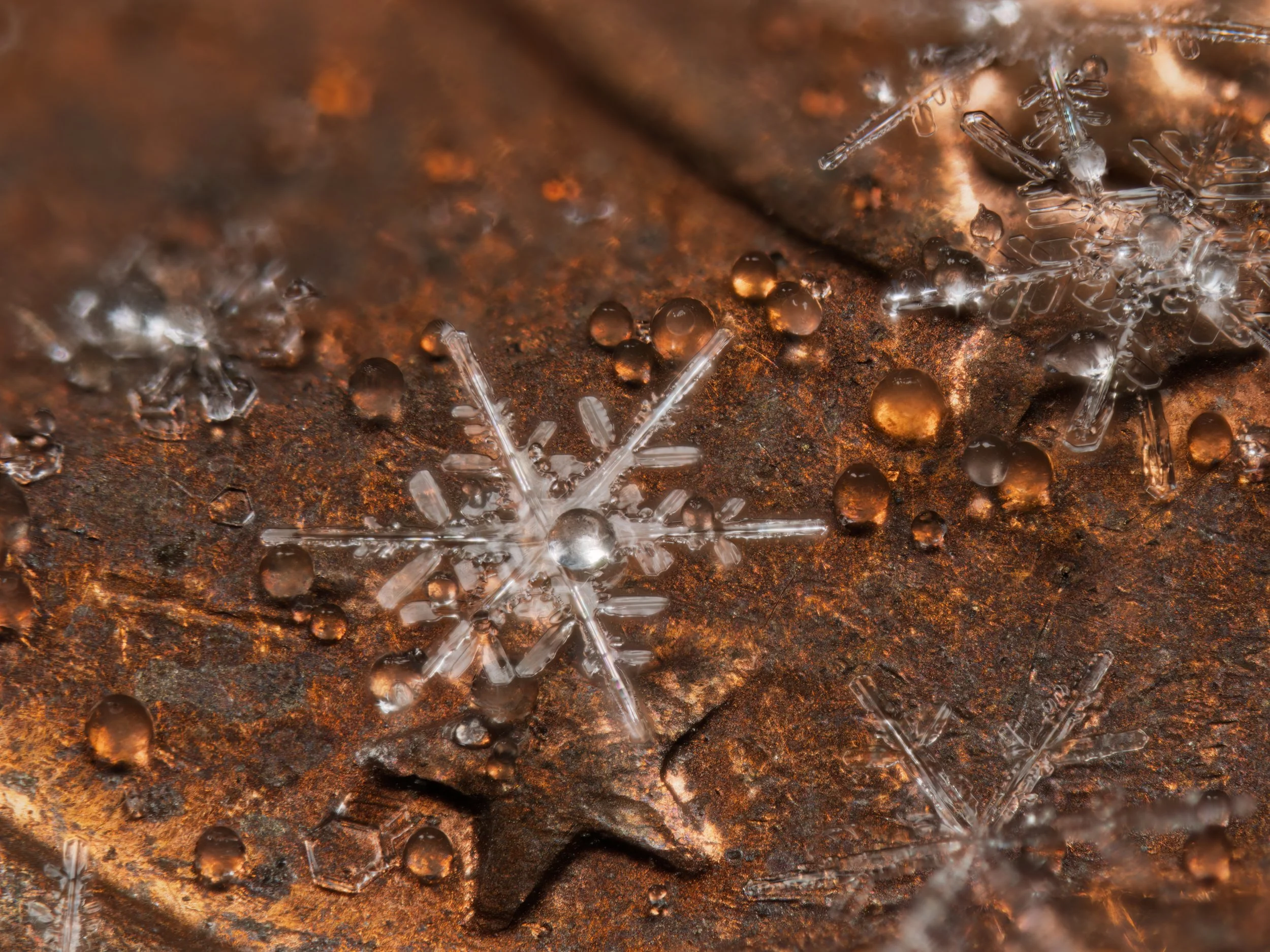 Macro photograph of snowflakes on a coin.