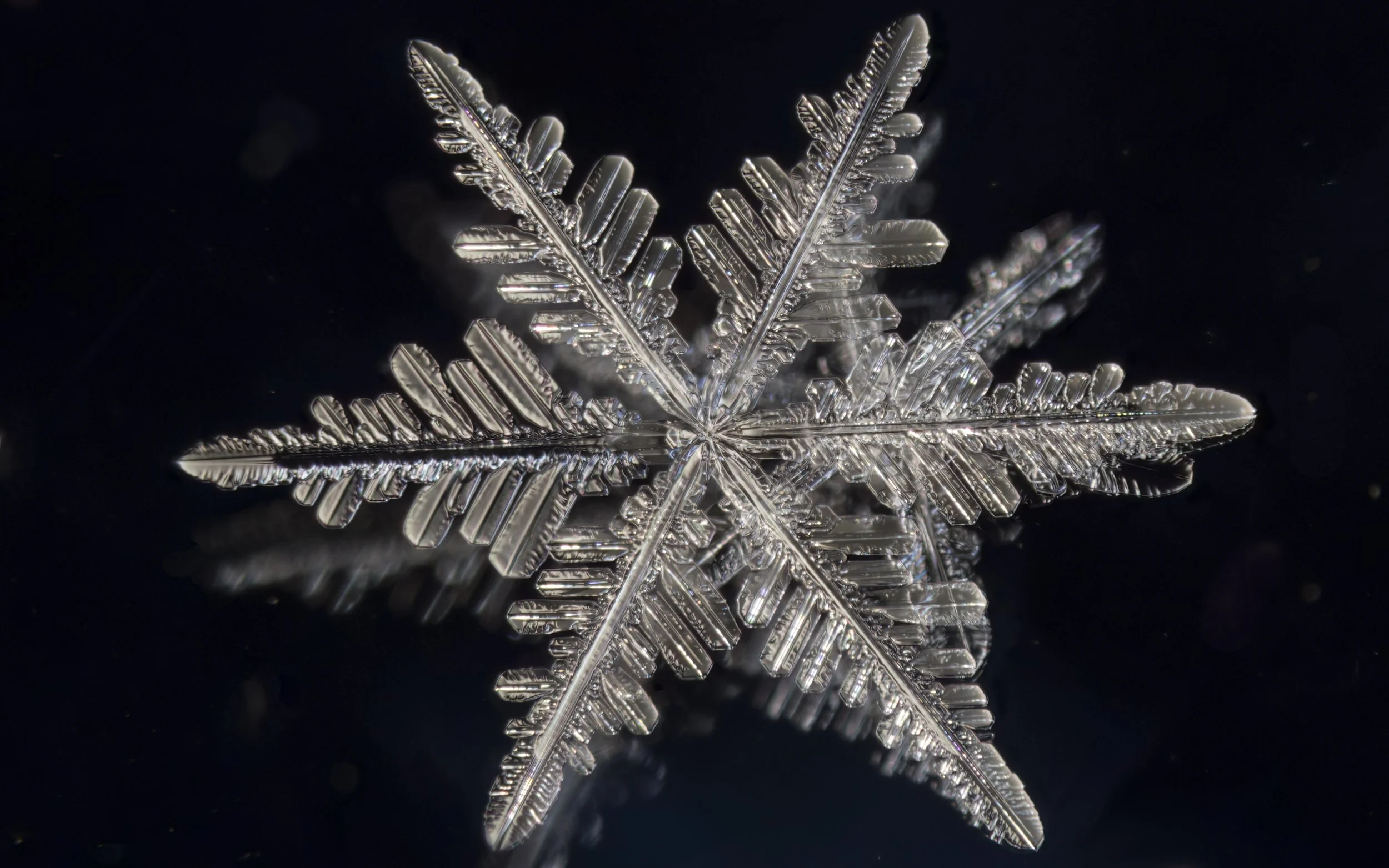 Macro photograph of a fernlike stellar dendrite snowflake with intricate crystalline patterns.