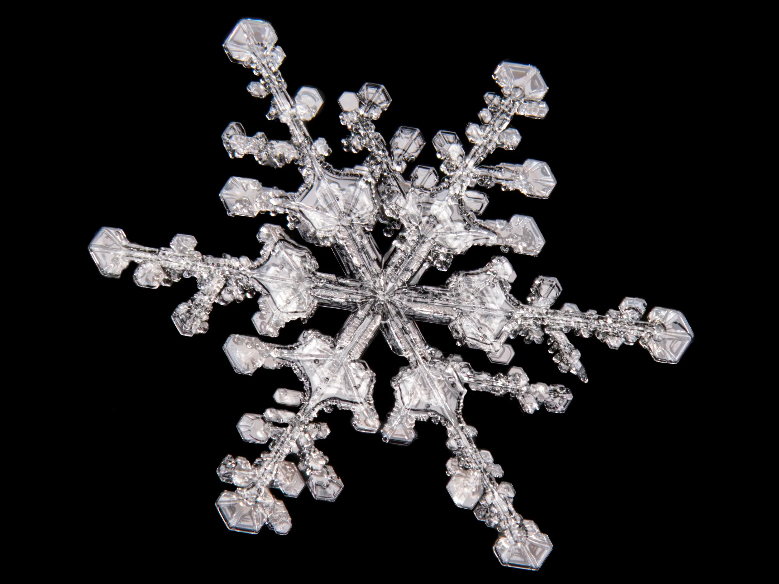 Macro photograph of a stellar dendrite snowflake with complex structure.
