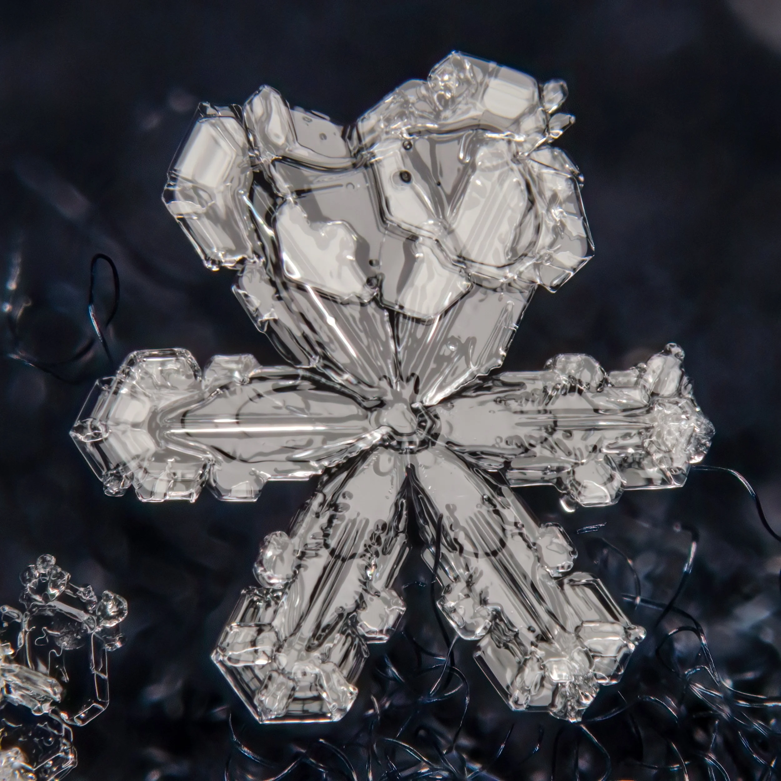 Macro photograph of a symmetrical  stellar dendrite snowflake with two branches joined together.