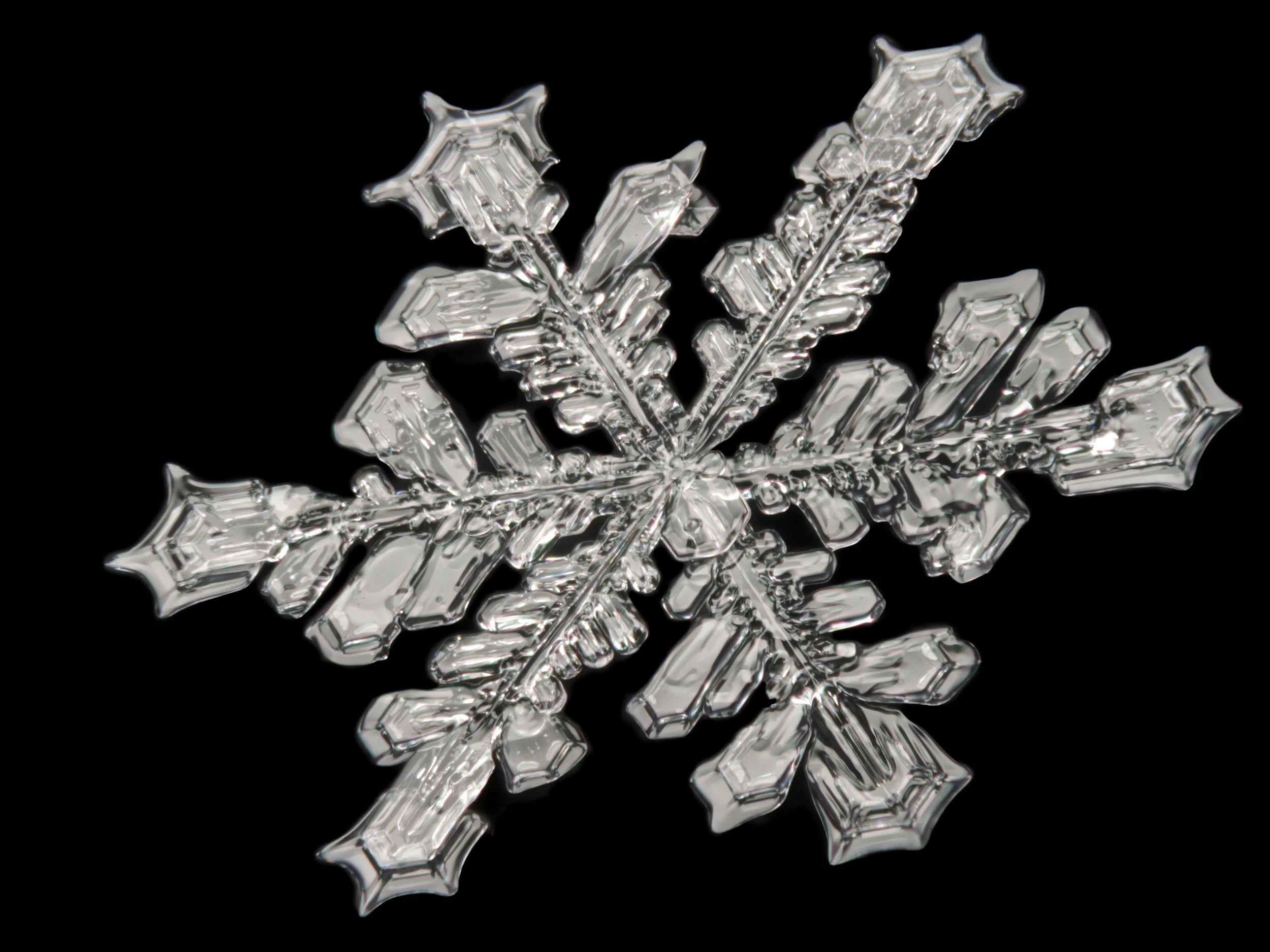 Macro photograph of a detailed, transparent stellar dendrite snowflake.