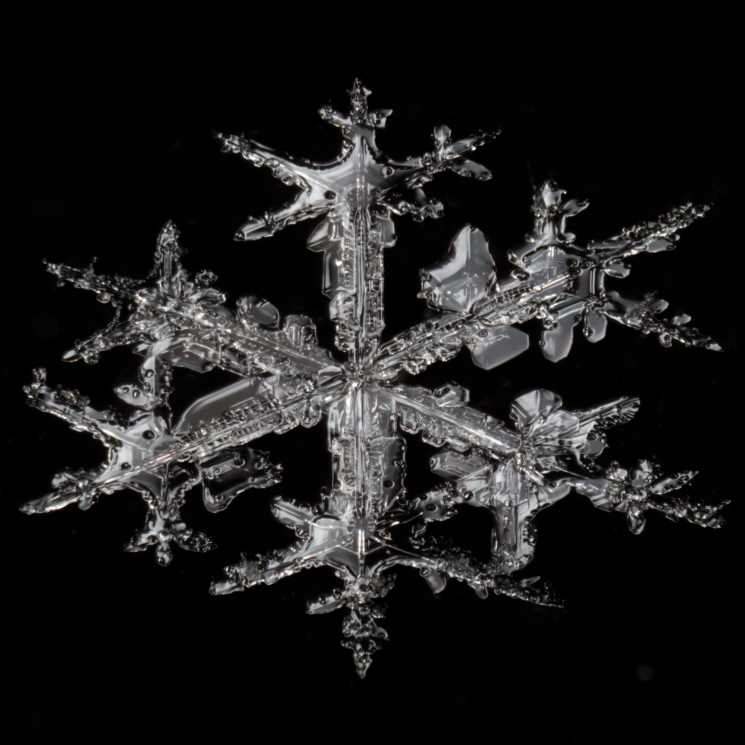Macro photograph of a detailed, crystalline stellar dendrite snowflake.