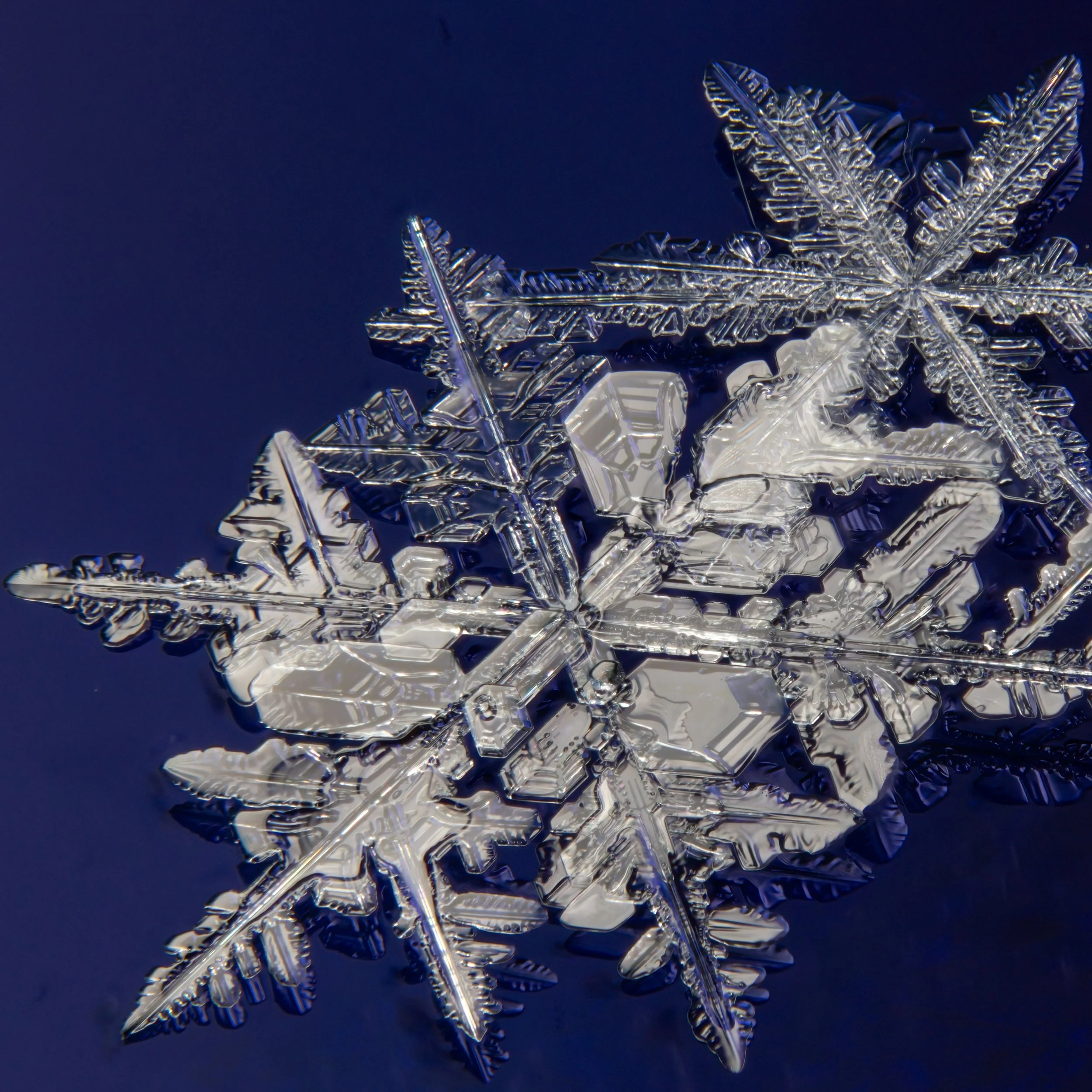 Macro photograph of a detailed stellar dendrite snowflake.