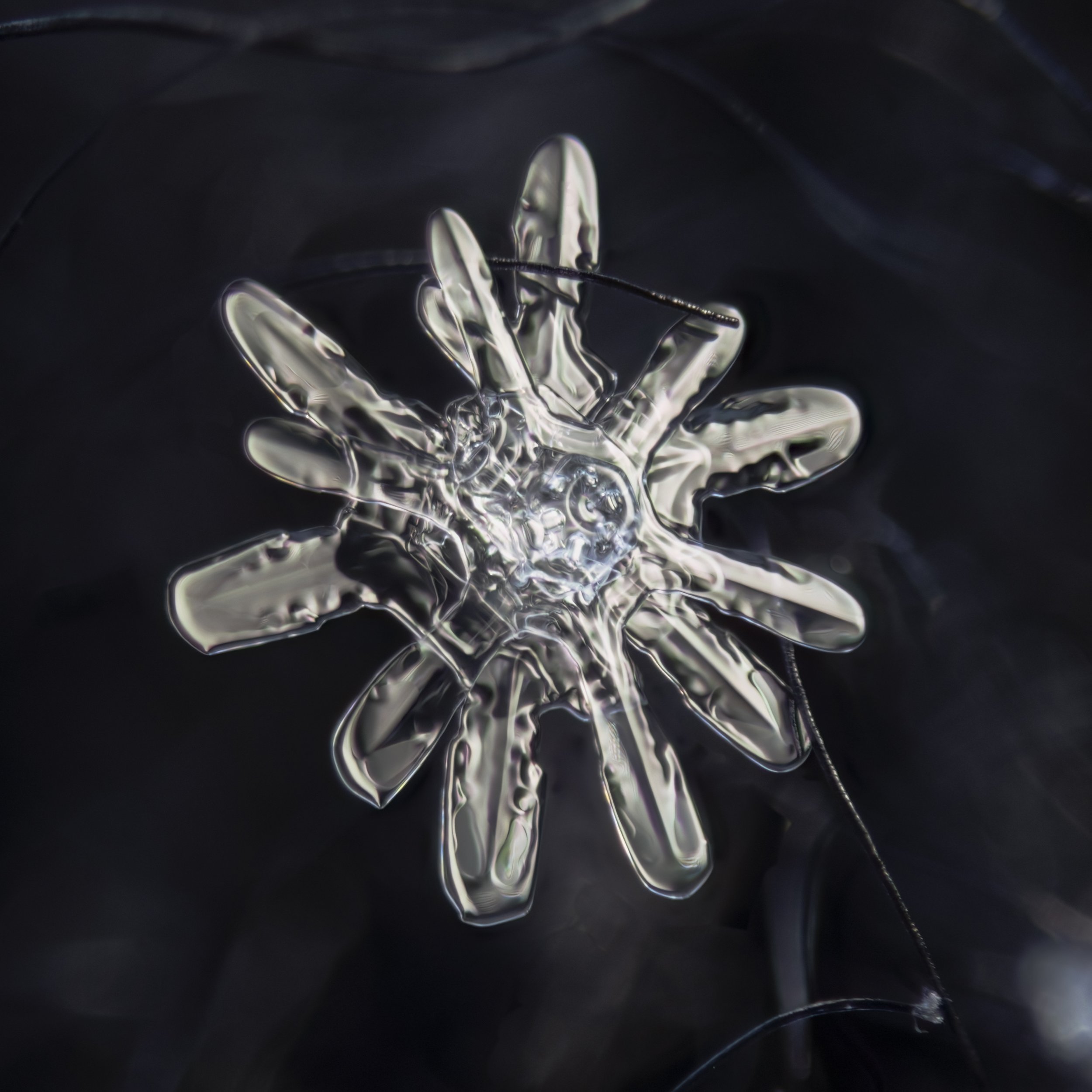 Macro photograph of a 12-branched snowflake.