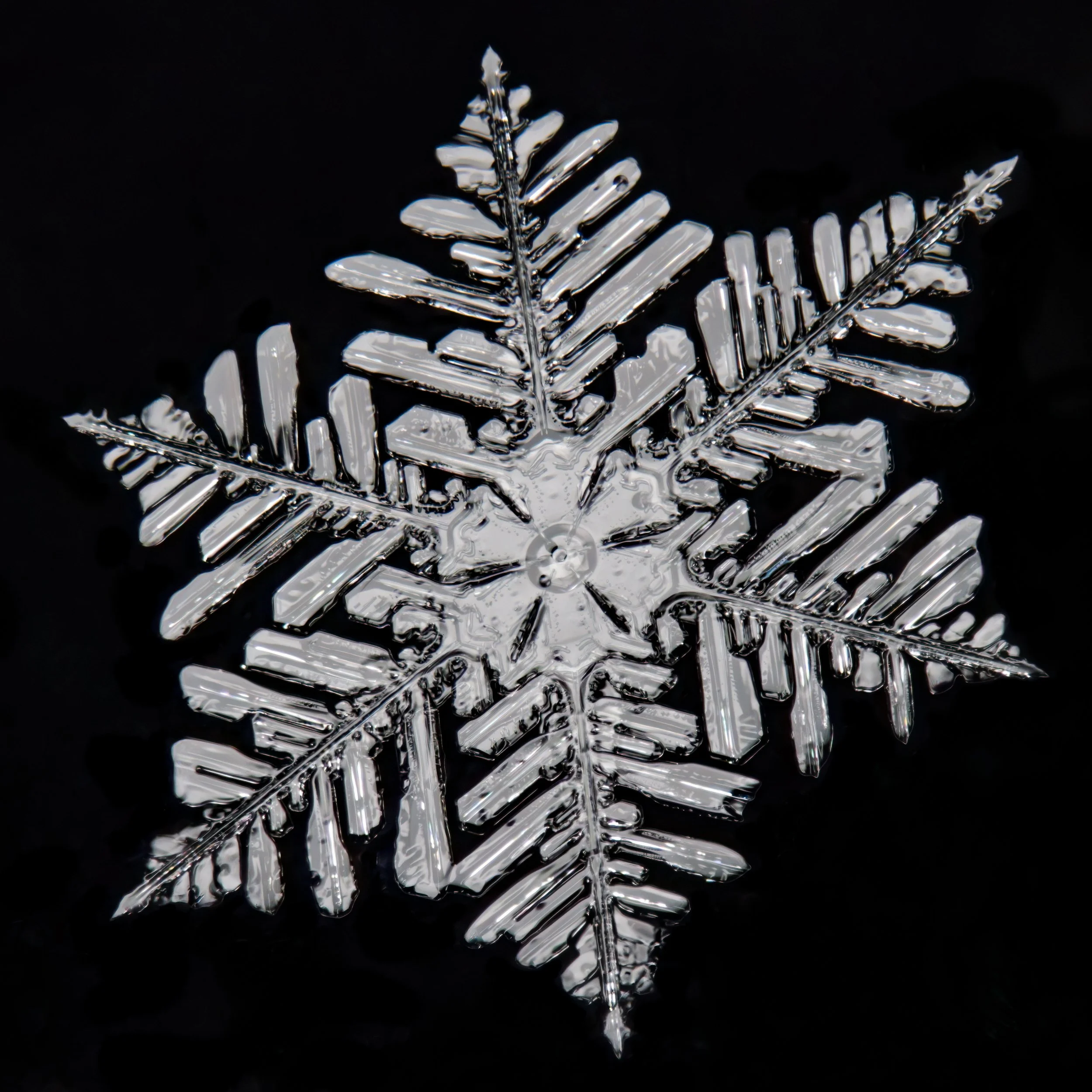 Macro photograph of a clear, intricate fernlike stellar dendrite snowflake.