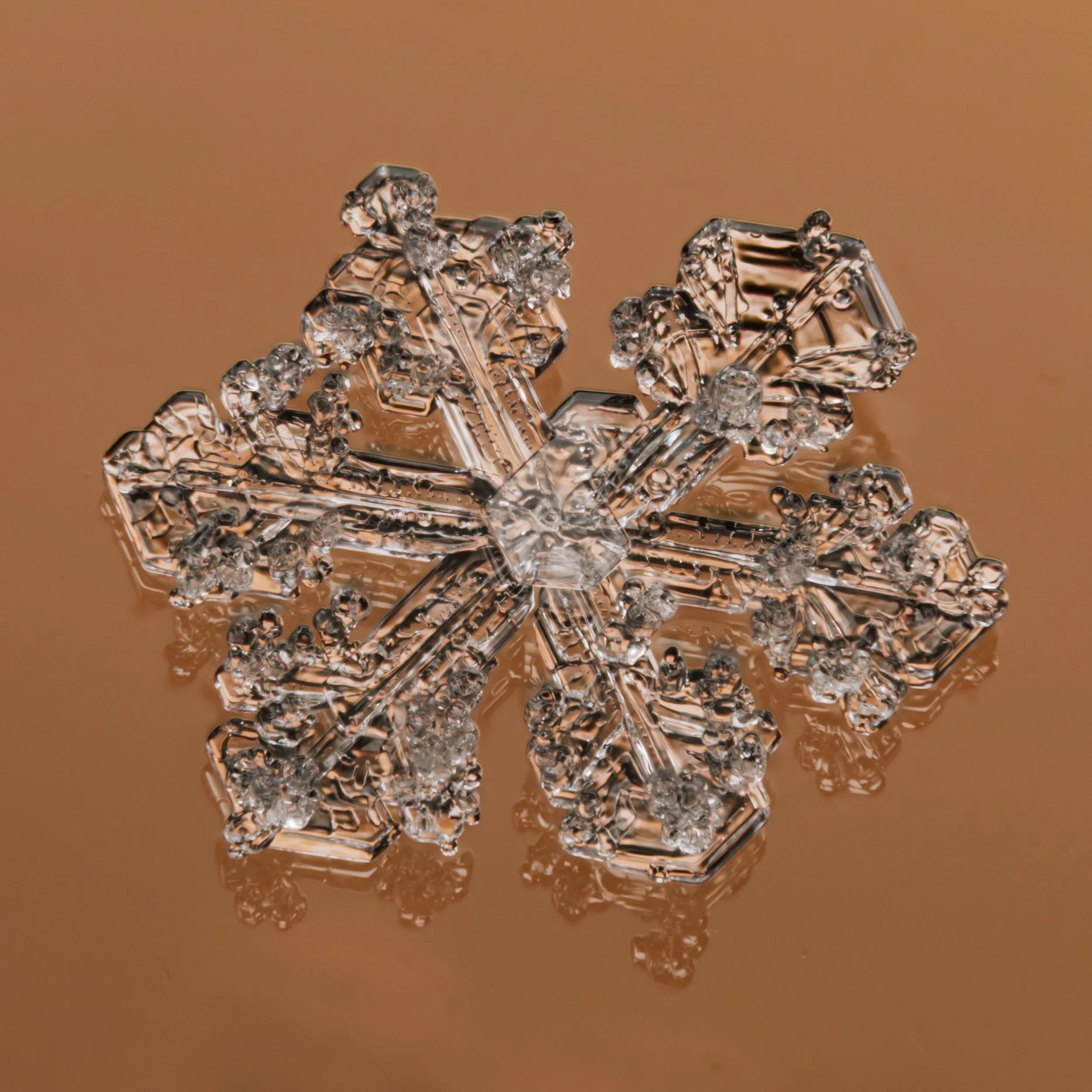 Macro photograph of a single intricate stellar dendrite snowflake with detailed crystalline structures on a glass plate.
