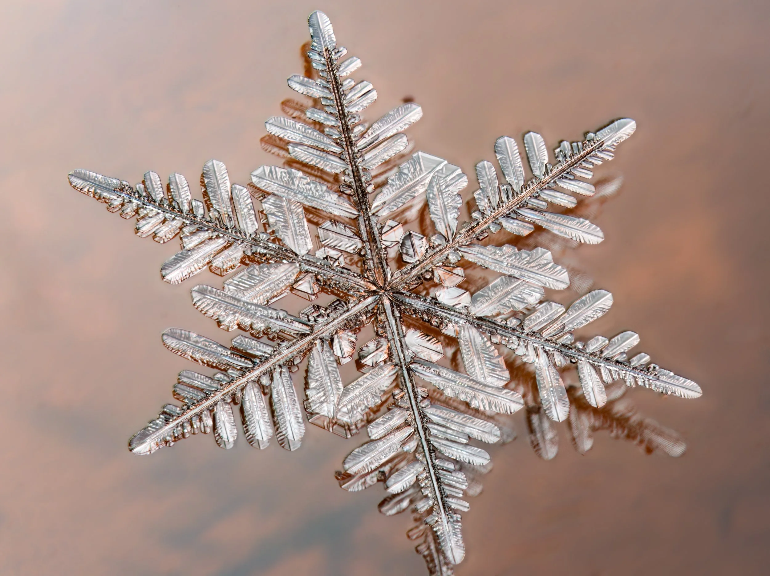Macro photograph of a detailed fernlike stellar dendrite snowflake with intricate crystal patterns.