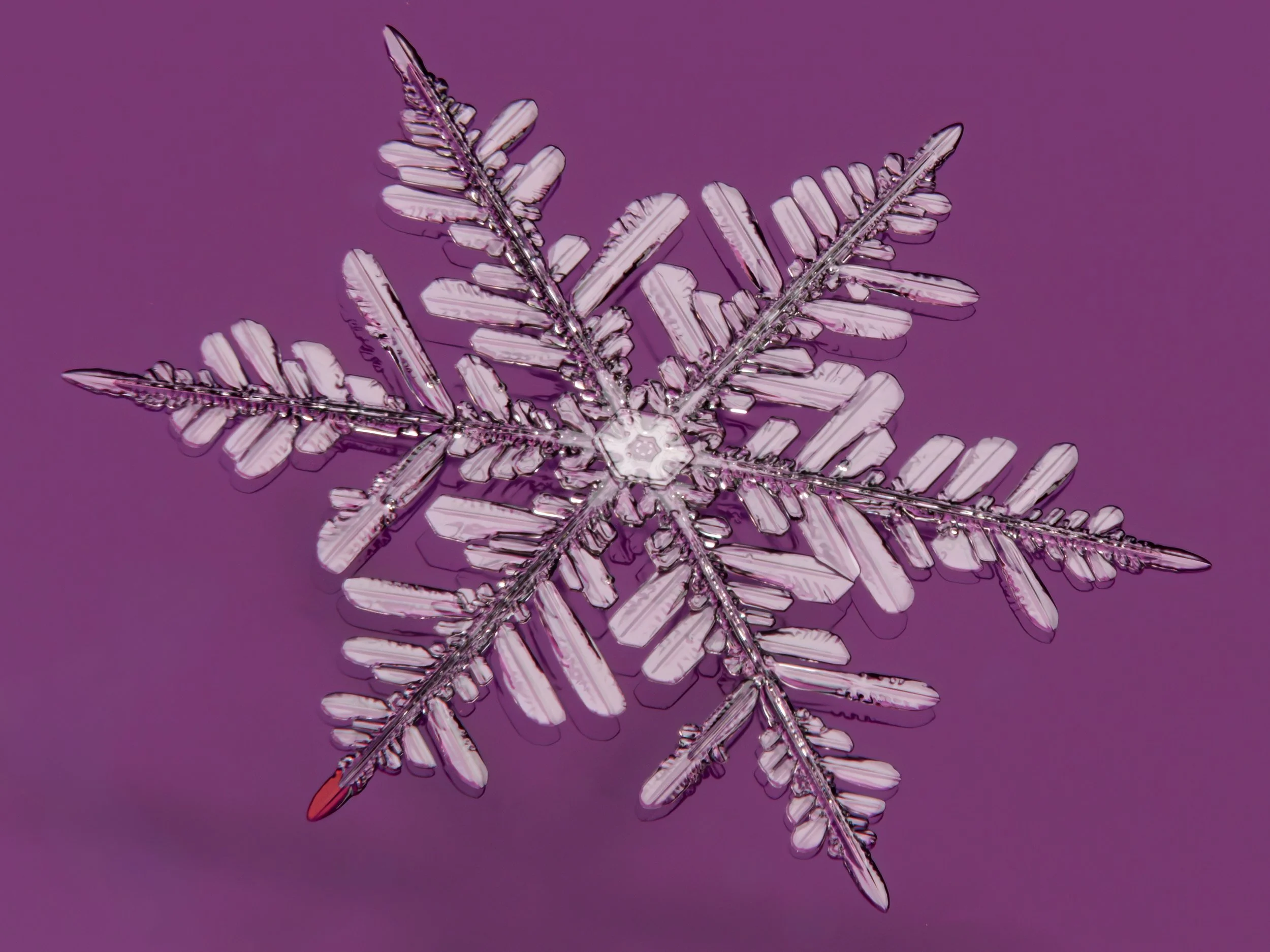 Macro photograph of a transparent, detailed fernlike stellar dendrite snowflake against a dark purple glass.
