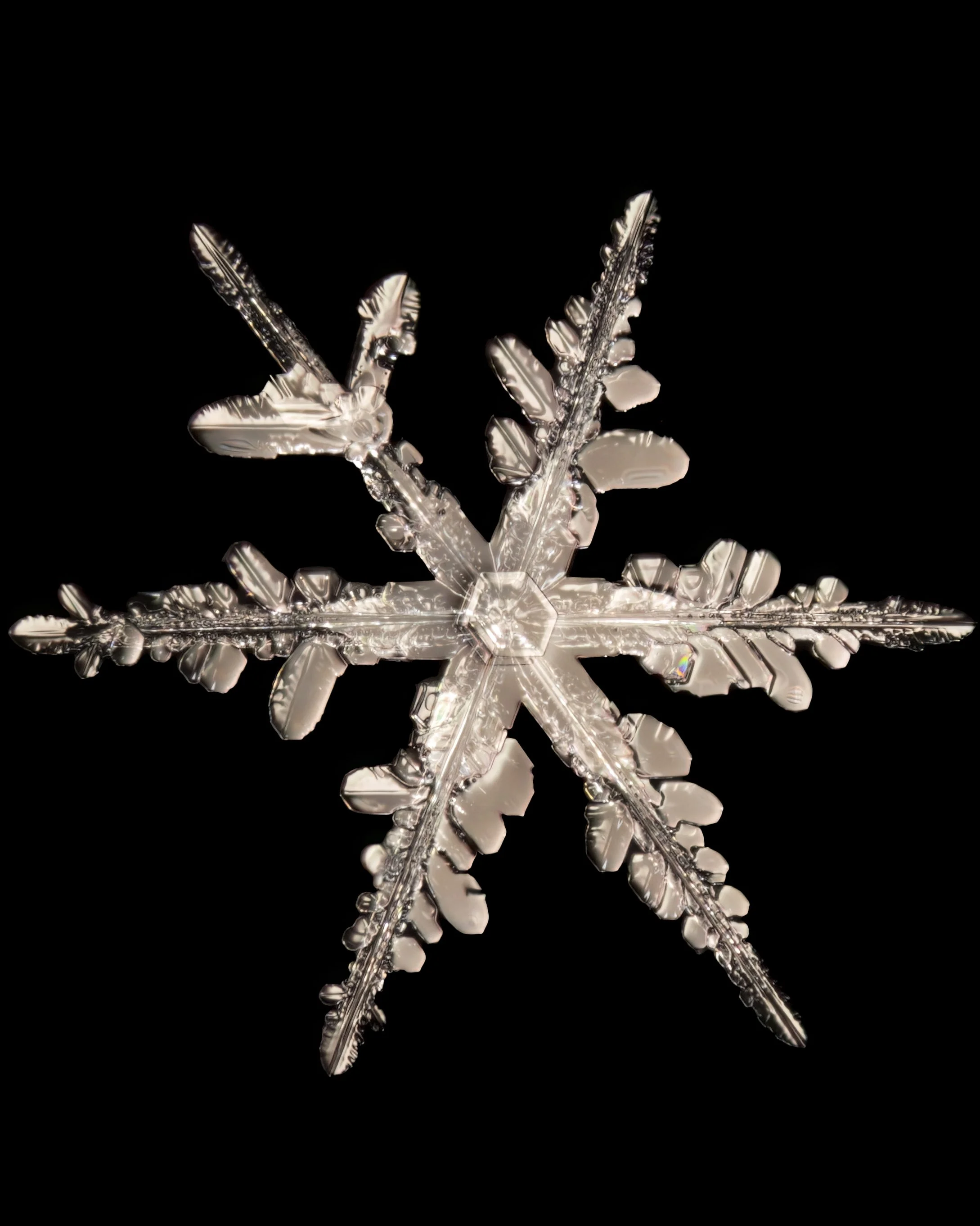 Macro photograph of a stellar dendrite snowflake with intricate ice crystal patterns in golden light.