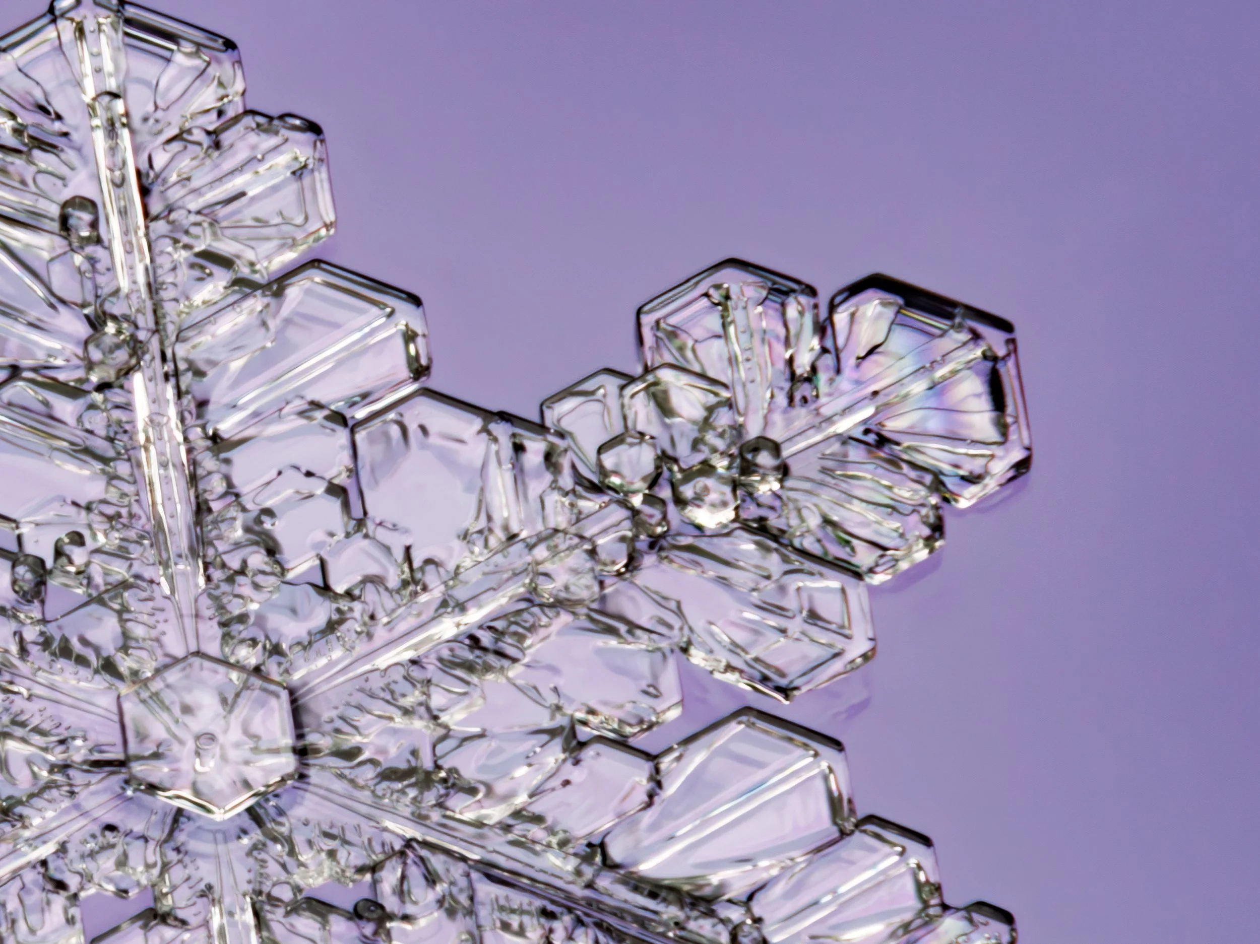 Purple Star detail.jpg