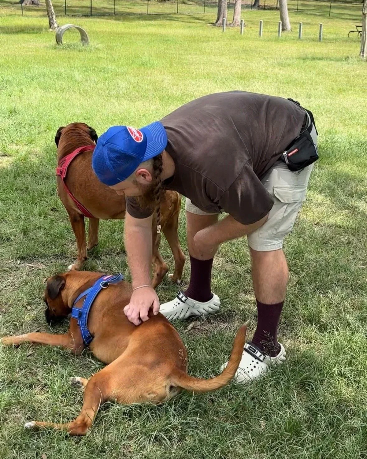 A man with a blue cap and brown shirt bending over two brown dogs lying on the grass in a park.
