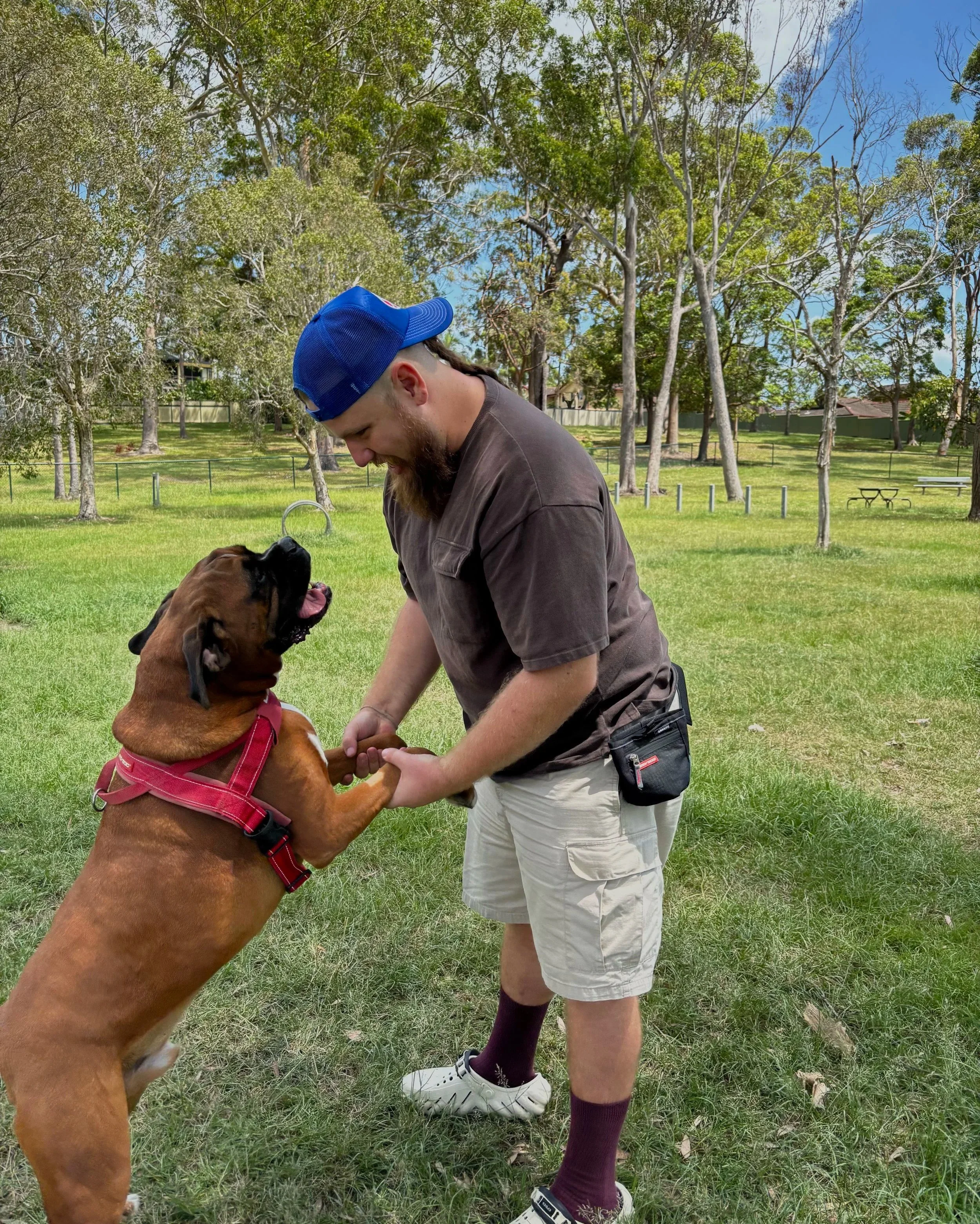 A man with a beard and a blue cap playing with a large brown dog wearing a pink harness in a grassy park with trees and a fence in the background.