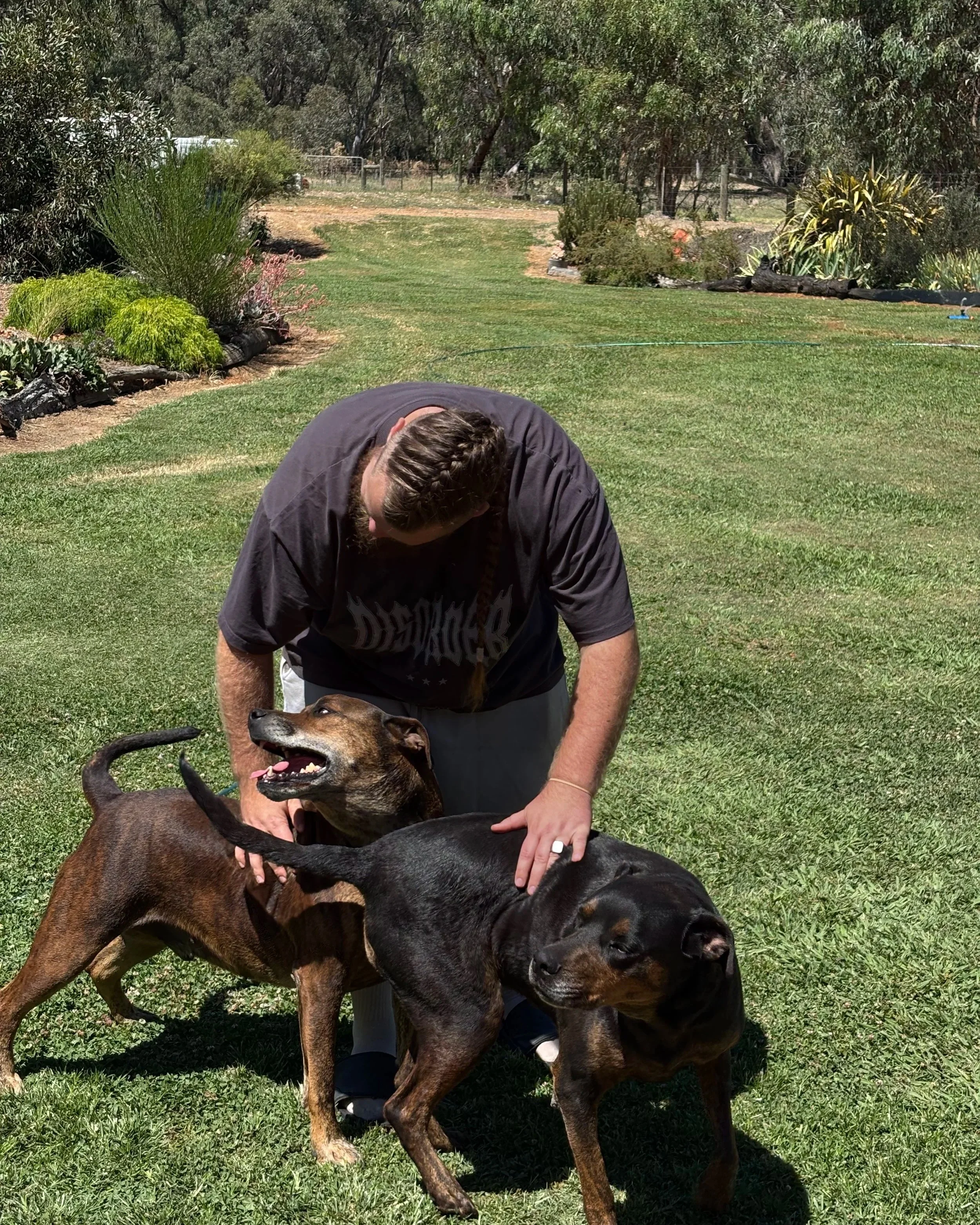 A man with braided hair wearing a black T-shirt is playing with two dogs on a grassy lawn in a backyard with trees and bushes.