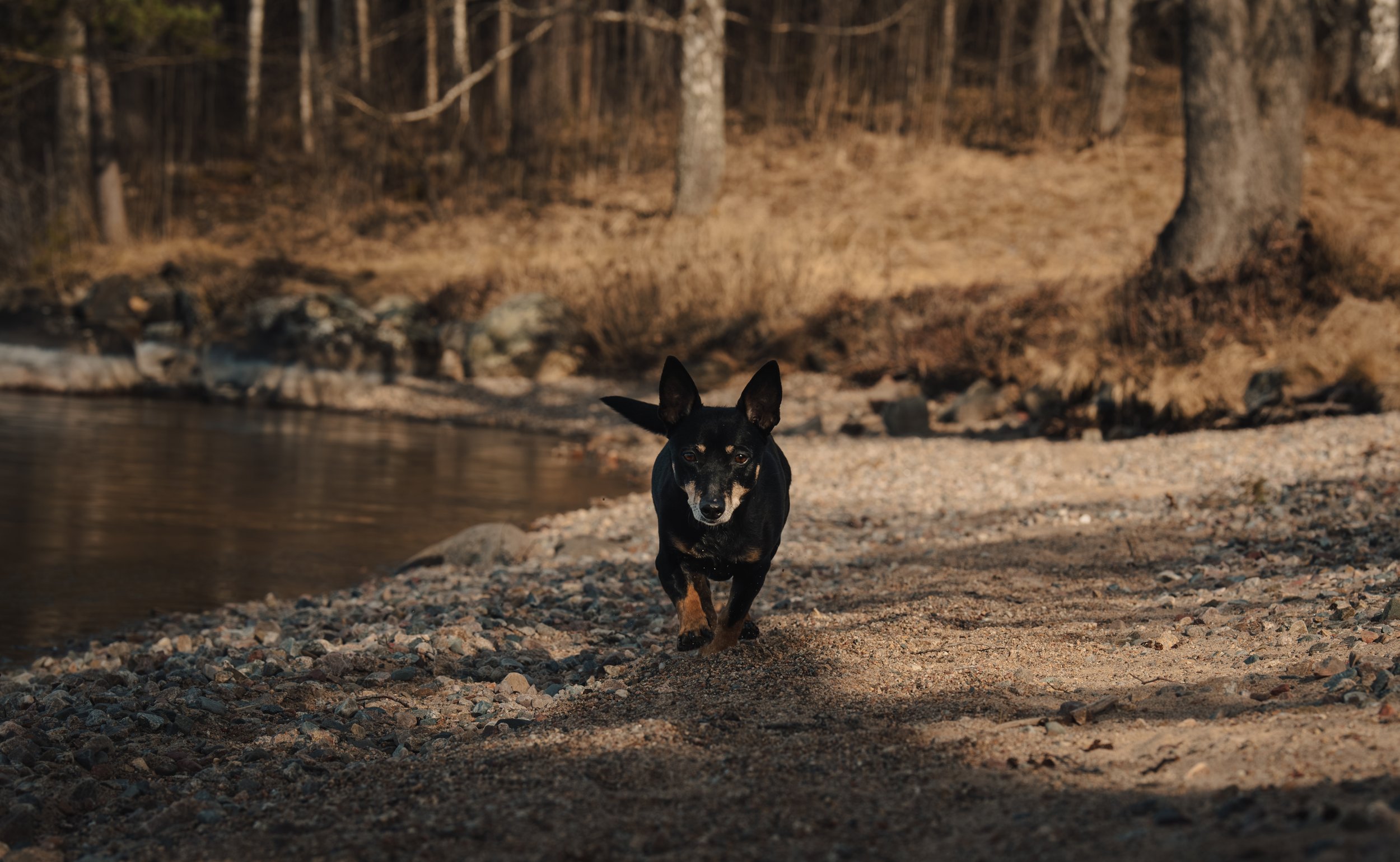 Svart och brunt hund springer längs en stenig flodstrand med träd i bakgrunden.
