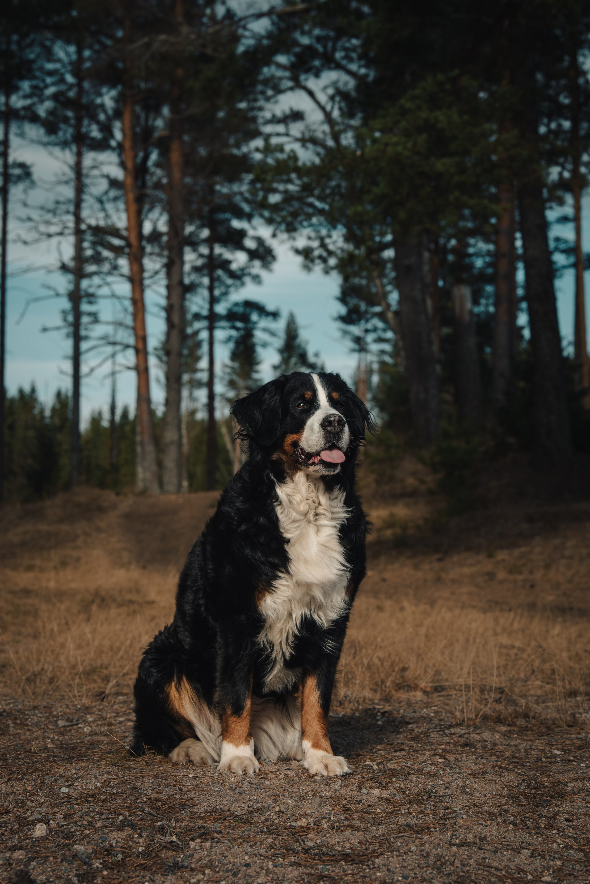 En Bernese mountainhund som sitter utomhus i en skog, omgiven av träd, under en klar himmel.