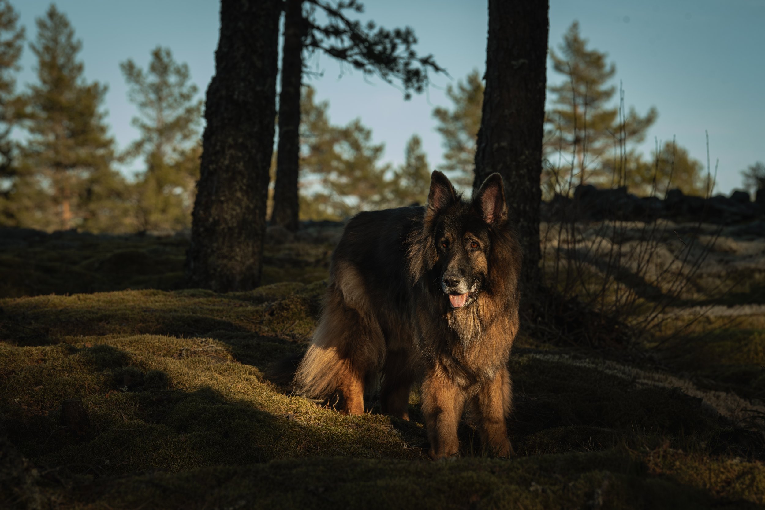 En schäfern är ute i en skog med träd och blandad vegetation, troligen på kvällen eller tidig morgon.