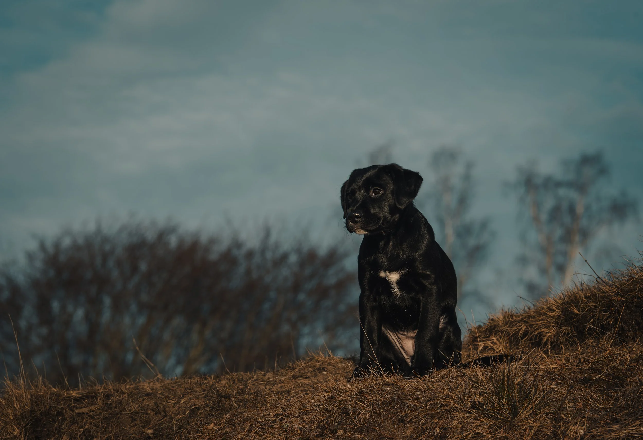 Svart hund sittande på en höjd med barrträd i bakgrunden och en mörk, molnig himmel.