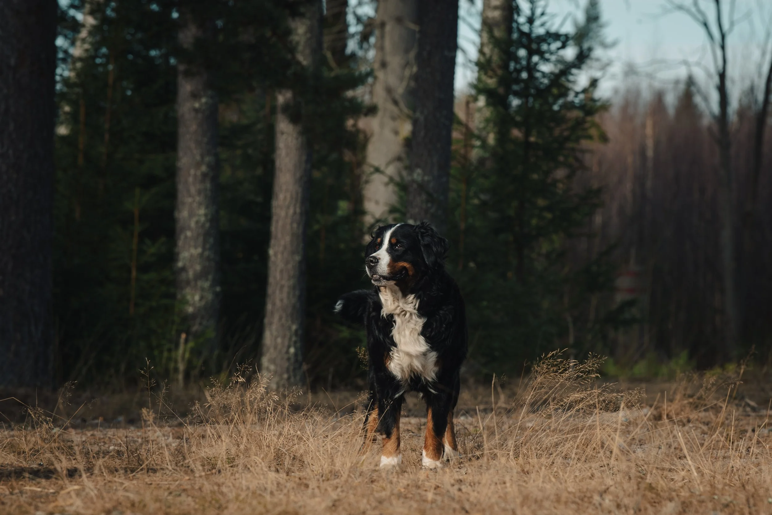 En hund står på en gräsmatta i ett skogsområde med träd i bakgrunden, under en mulen himmel.