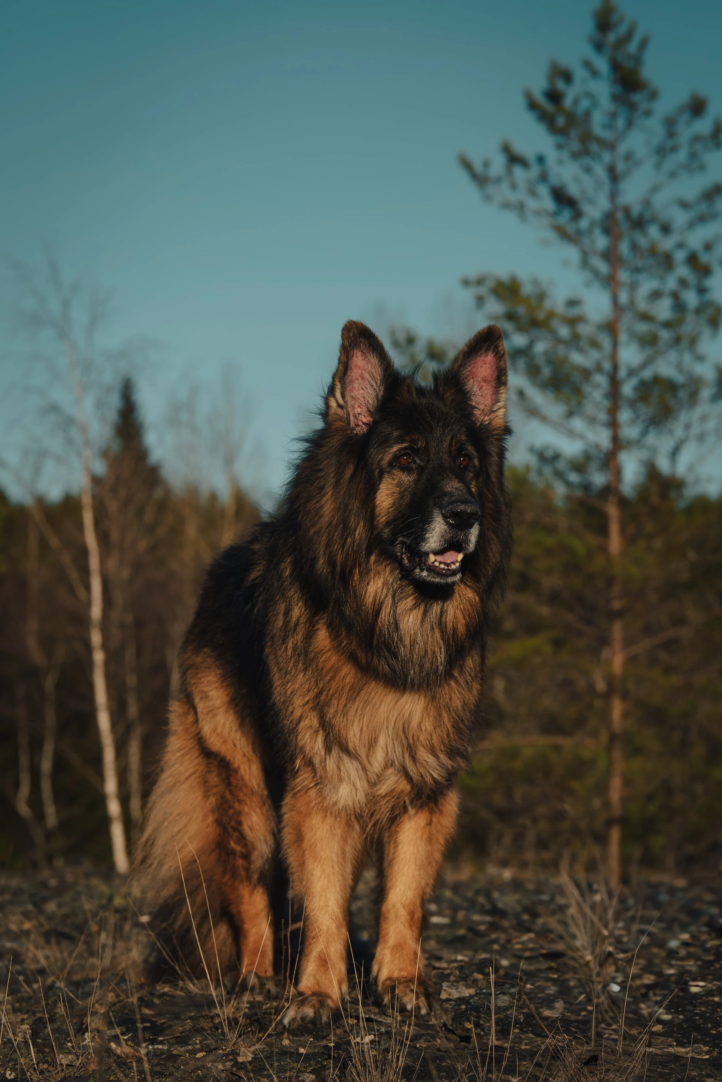 En schäferhund stående utomhus i naturen med träd och blå himmel i bakgrunden.