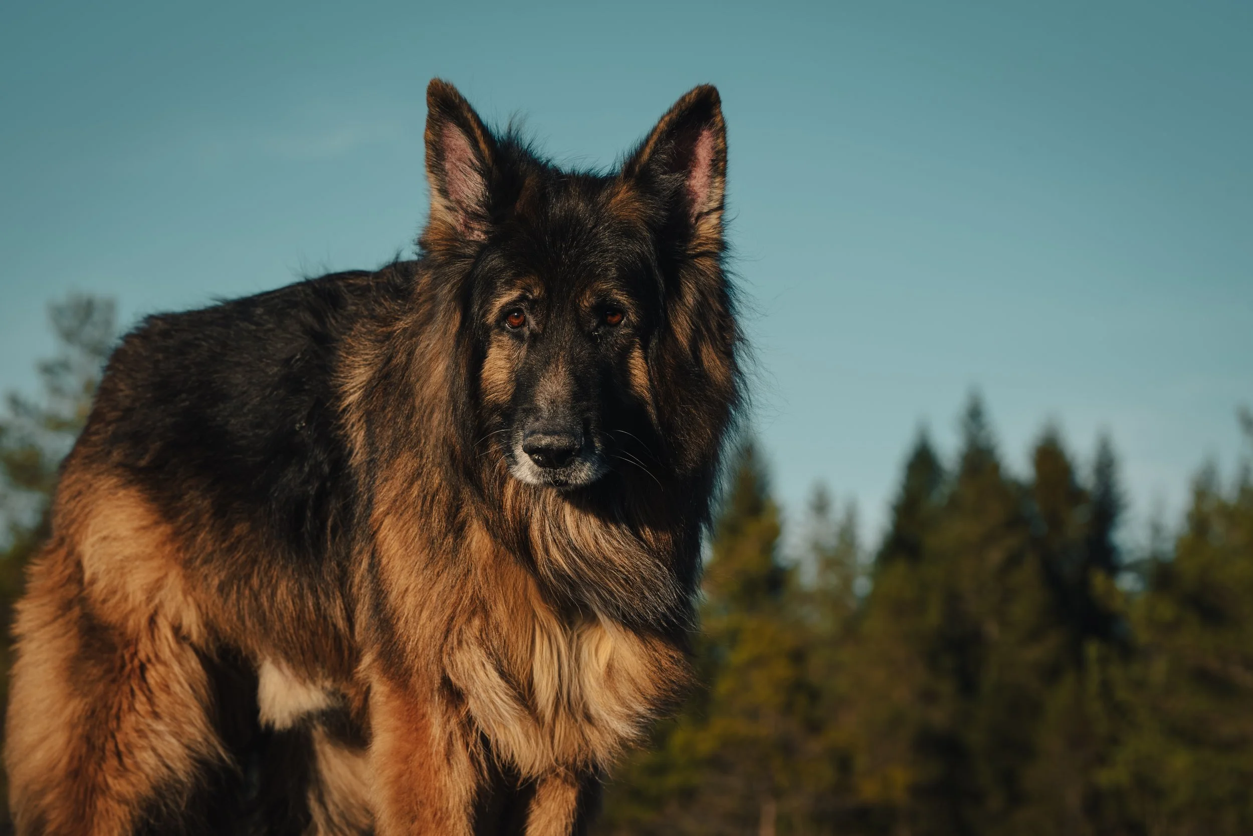 En schäferhund med långt, mörkbrunt och svart päls står utomhus mot en blå himmel och en skog i bakgrunden.