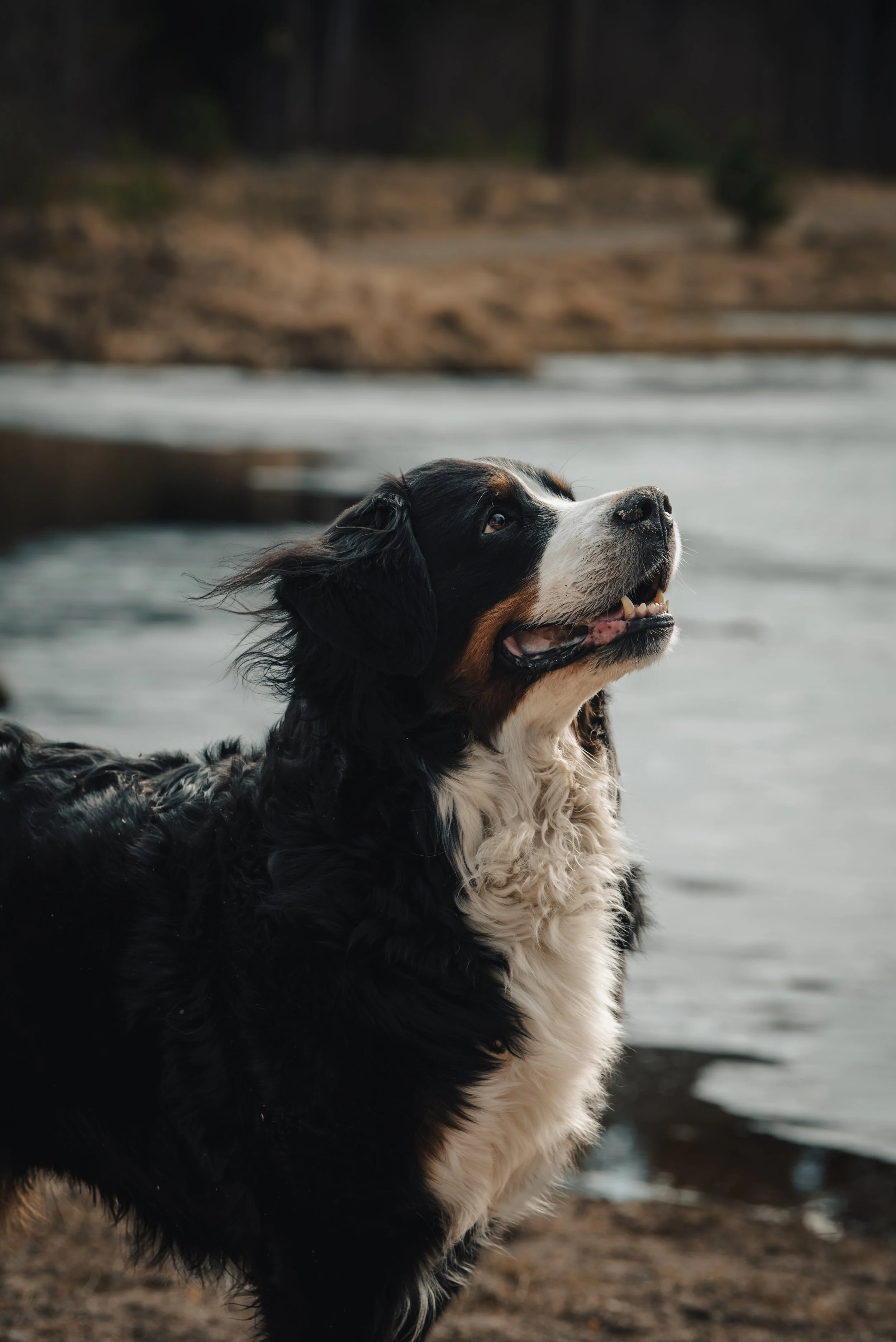 En Australian Shepherd-hund vid vatten, tittar upp mot himlen.