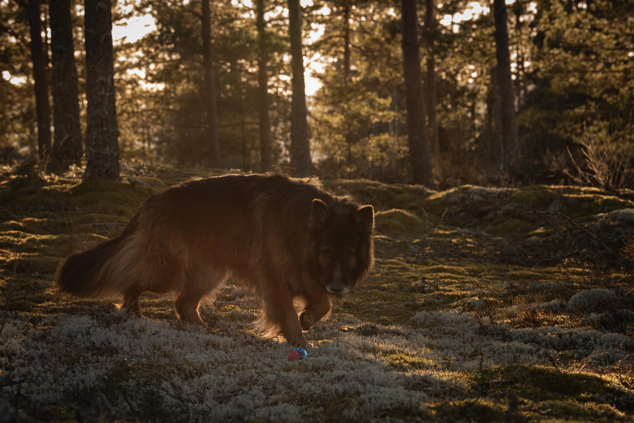 En hund som vilar i en skog under solnedgången, med träd i bakgrunden och mossa på marken.