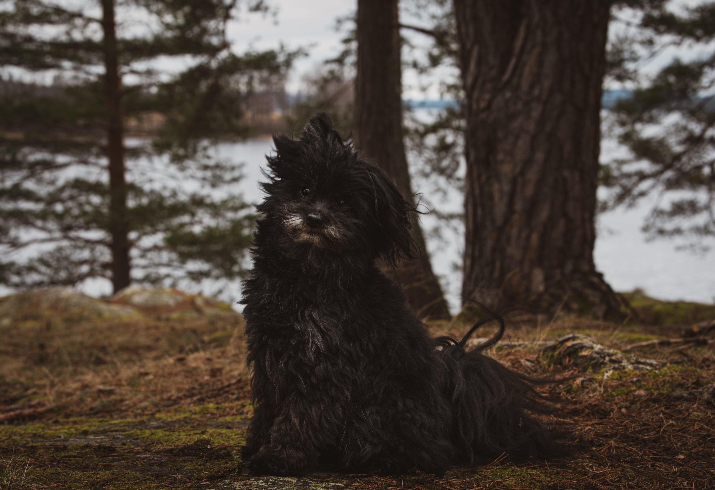 Svart hund med lockigt päls sitter utomhus framför träd och en sjö eller vattendrag.