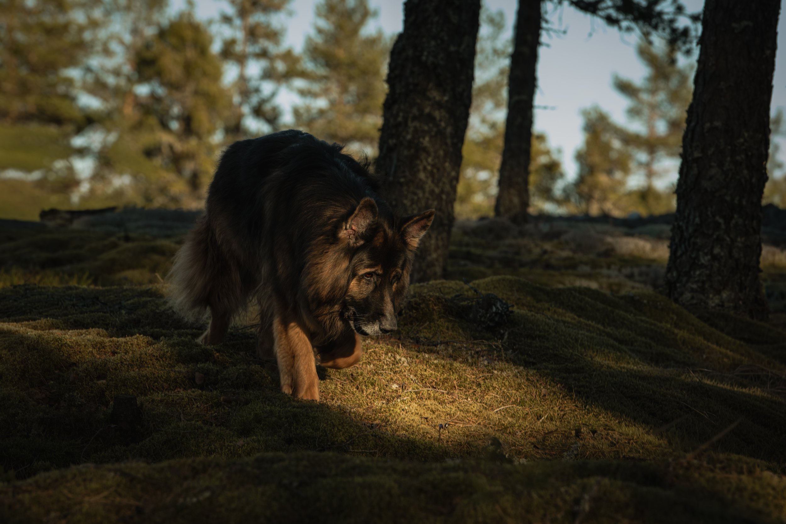 En varglik hund som går i en skog med träd och mossig mark, omgiven av tallar.