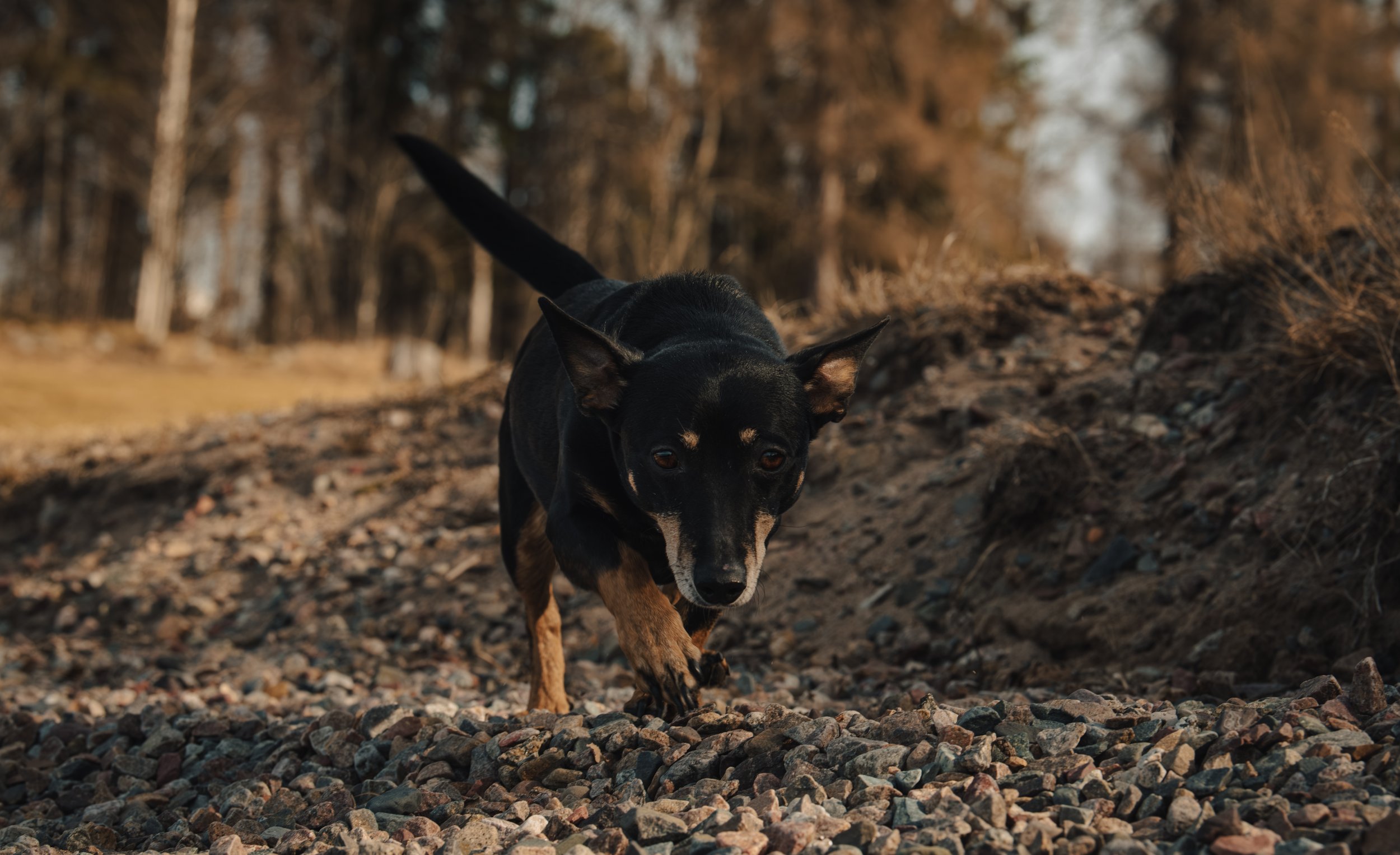 Svart och brunt hund som går på en stenig stig i en skog med träd på båda sidor.