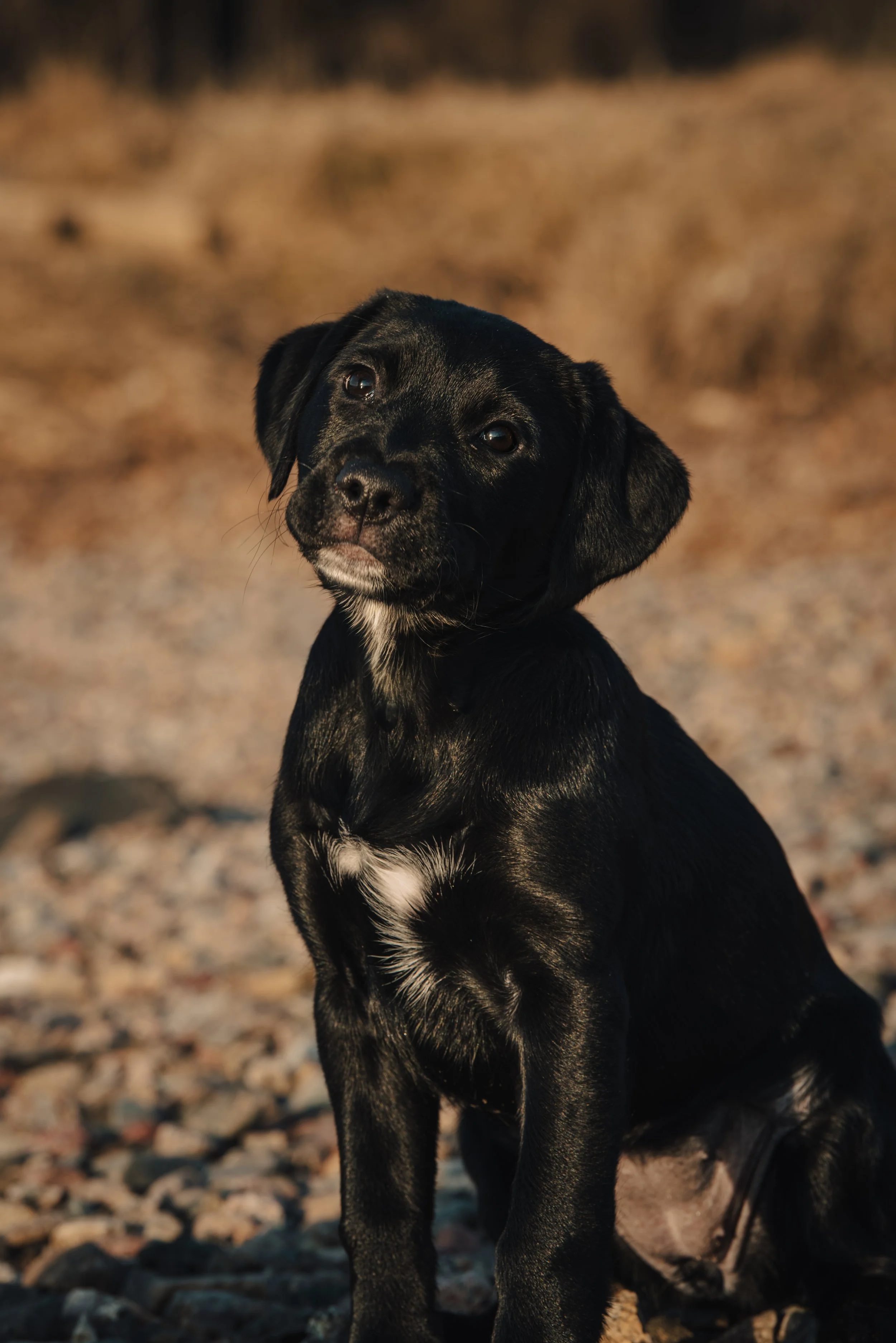 En svart hund med ljusa fläckar på bröstet, sittande på en stenig mark i ett utomhusmiljö.