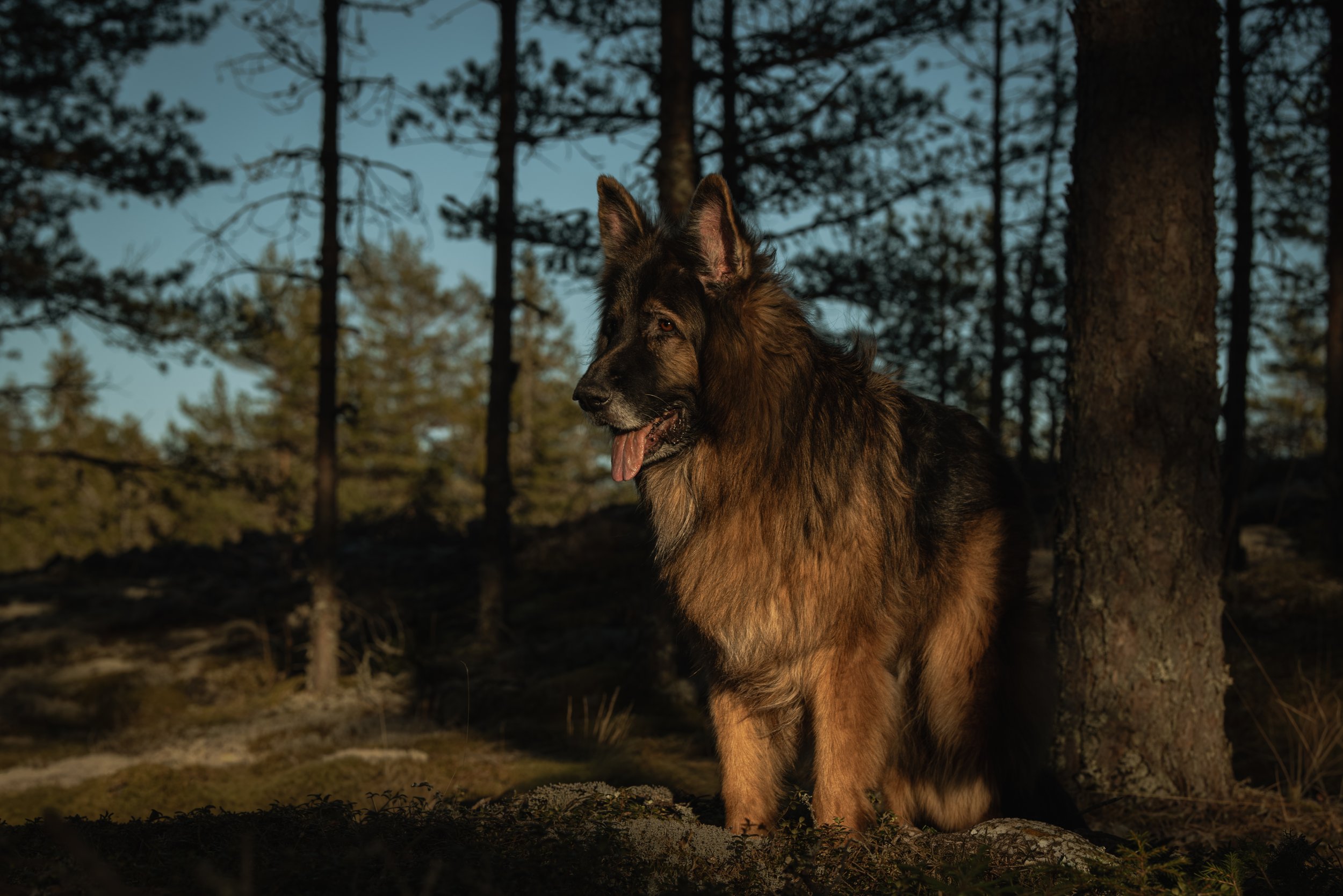 Bild av en schäferhund i en skog vid skymning.