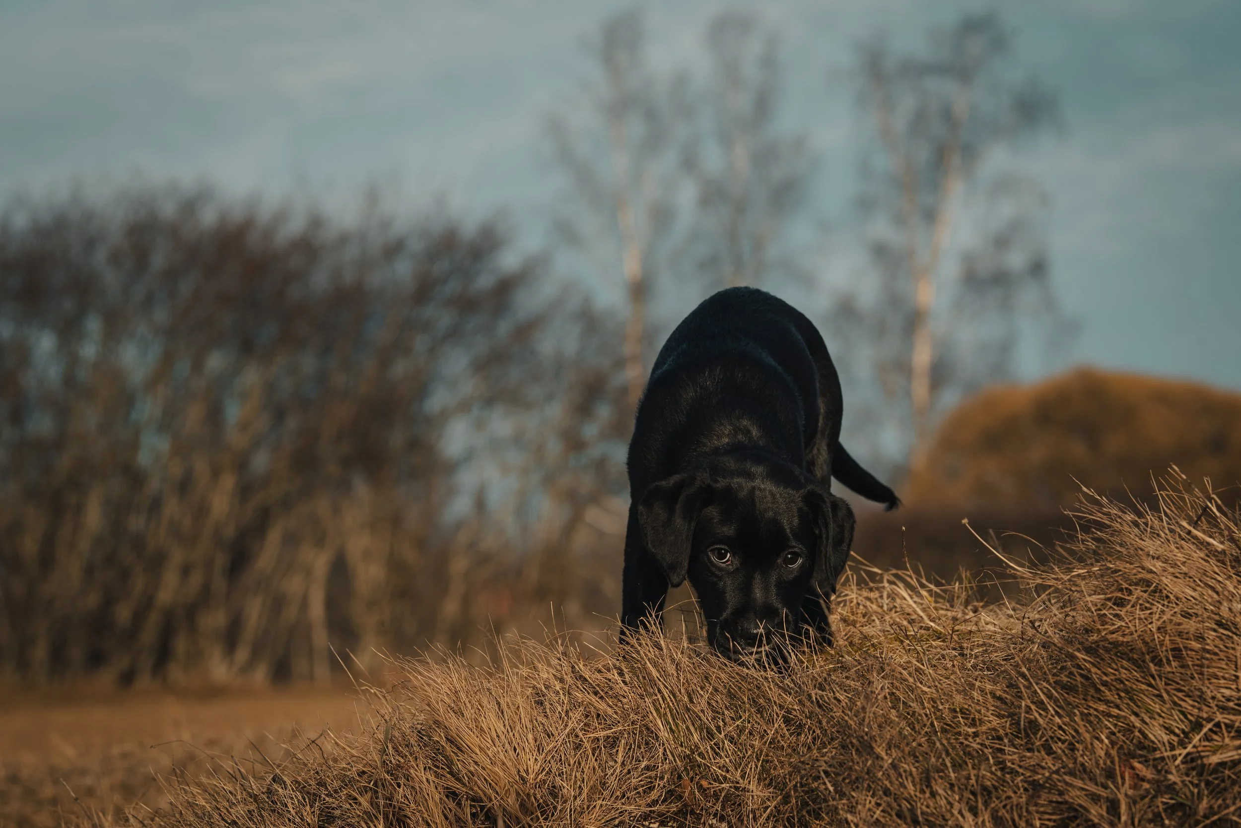 En svart hund som går på en gräsmatta med träd och en molnig himmel i bakgrunden.
