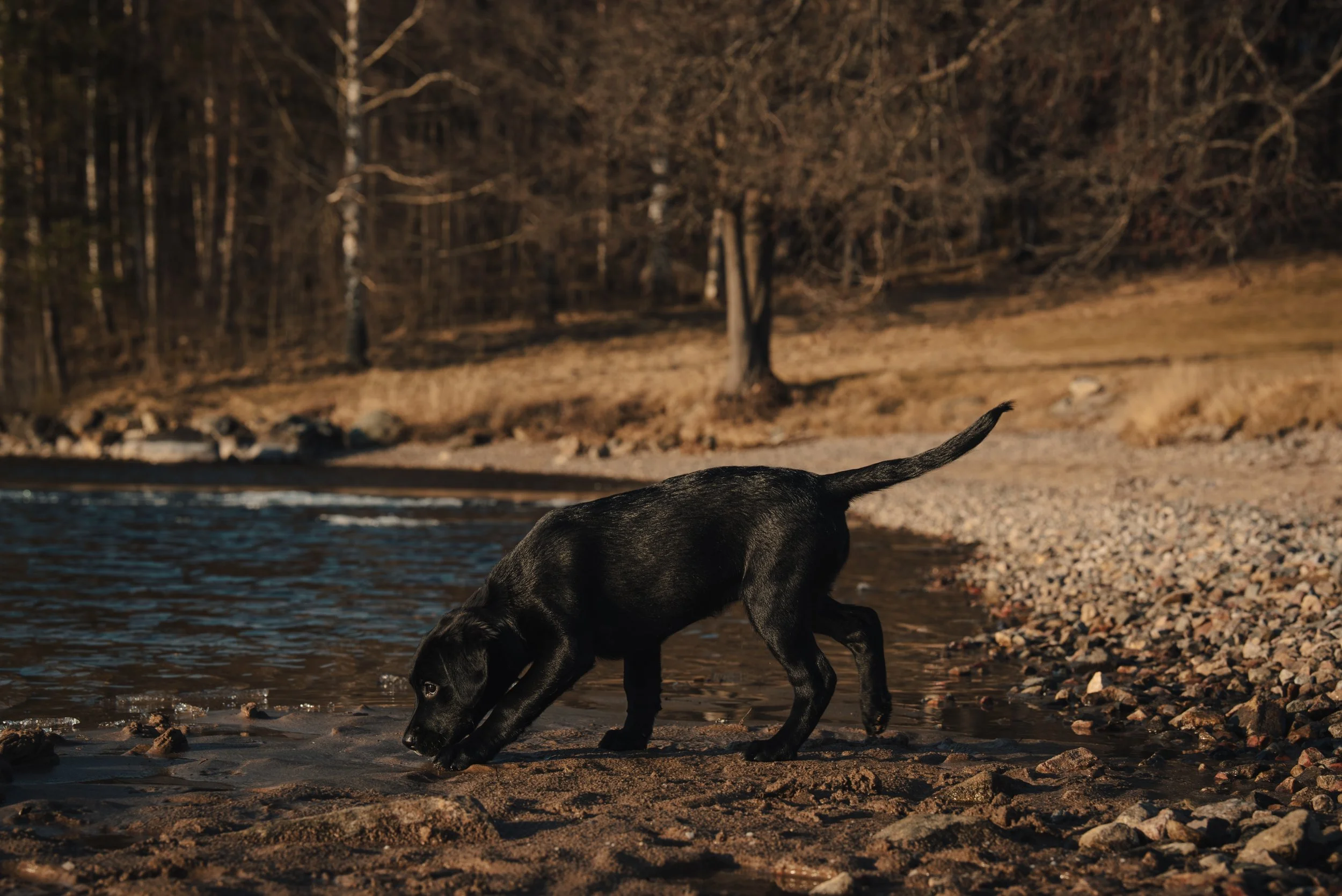 En svart hund som går längs en strand med vattnet och träd i bakgrunden.