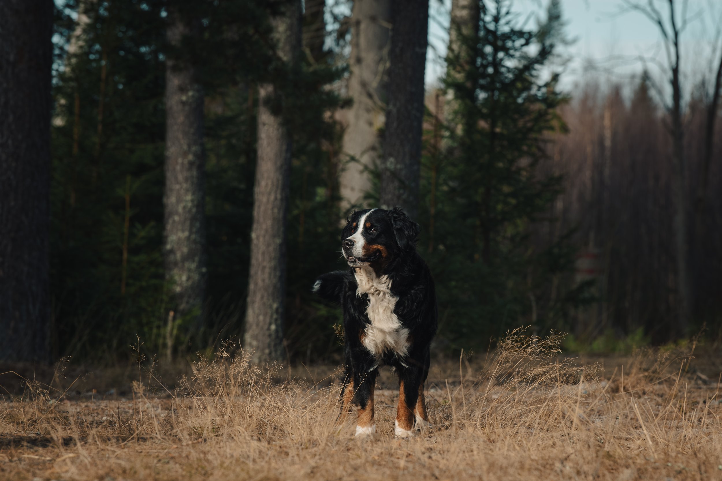 En hund står i en skog, omgiven av träd och torkad gräs, i skymningen.