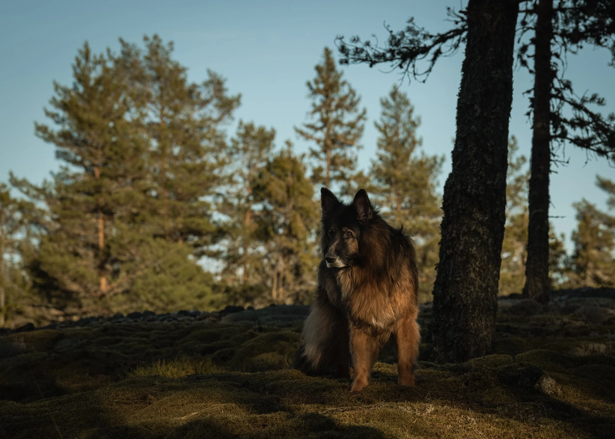 En hund, troligen en belgisk vallhund, står i en skog vid solnedgången, omgiven av träd och mossa.