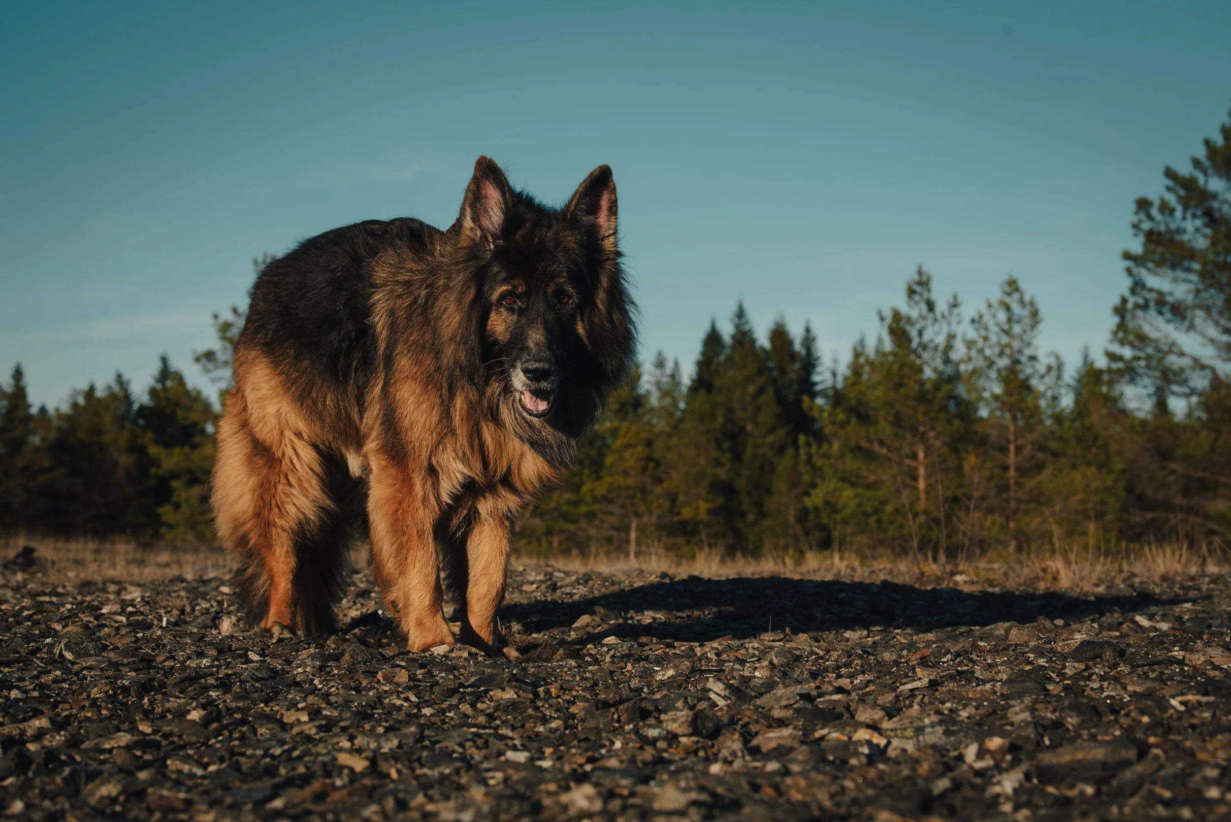 Bild på en schäferhund ståendes på en stenig mark med skog och klar himmel i bakgrunden.