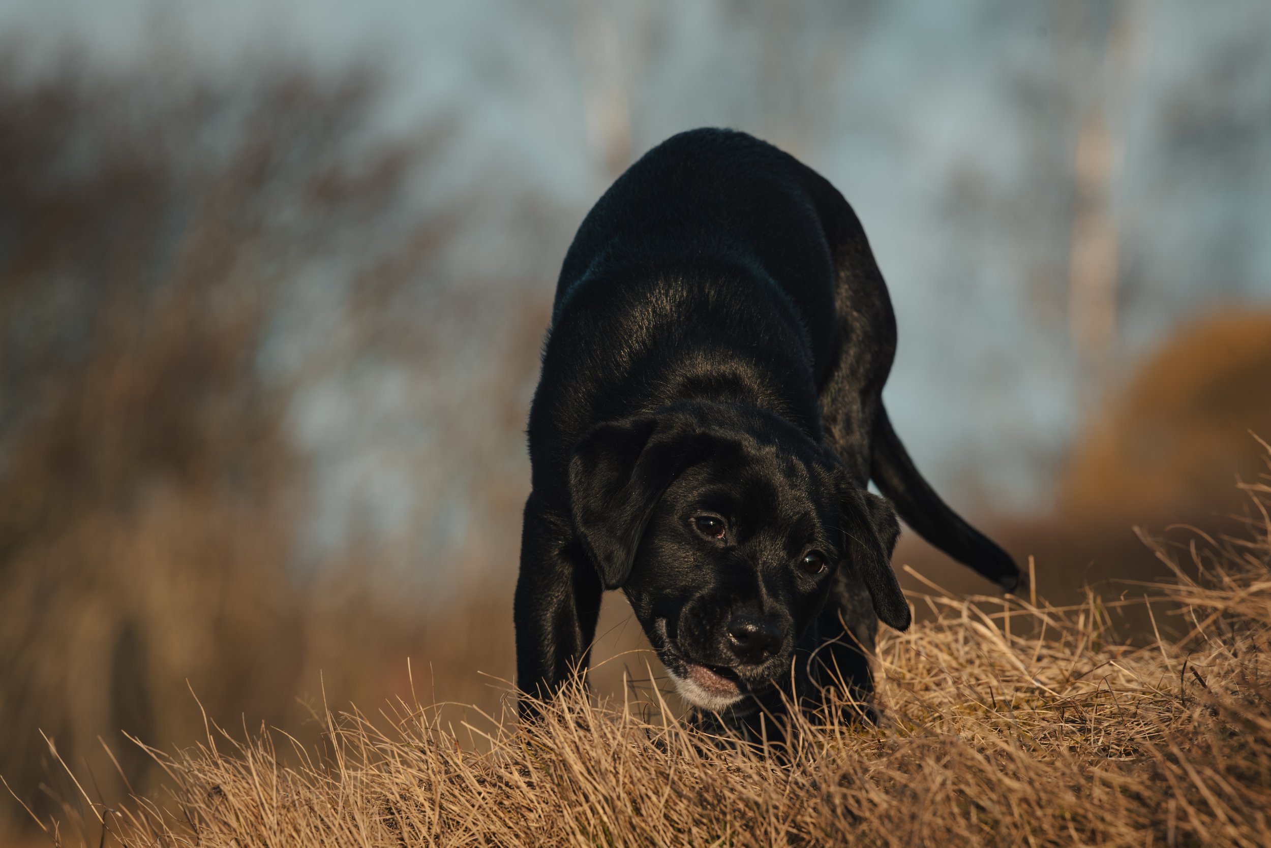En svart labradorhund som springer på en äng av torrt gräs.