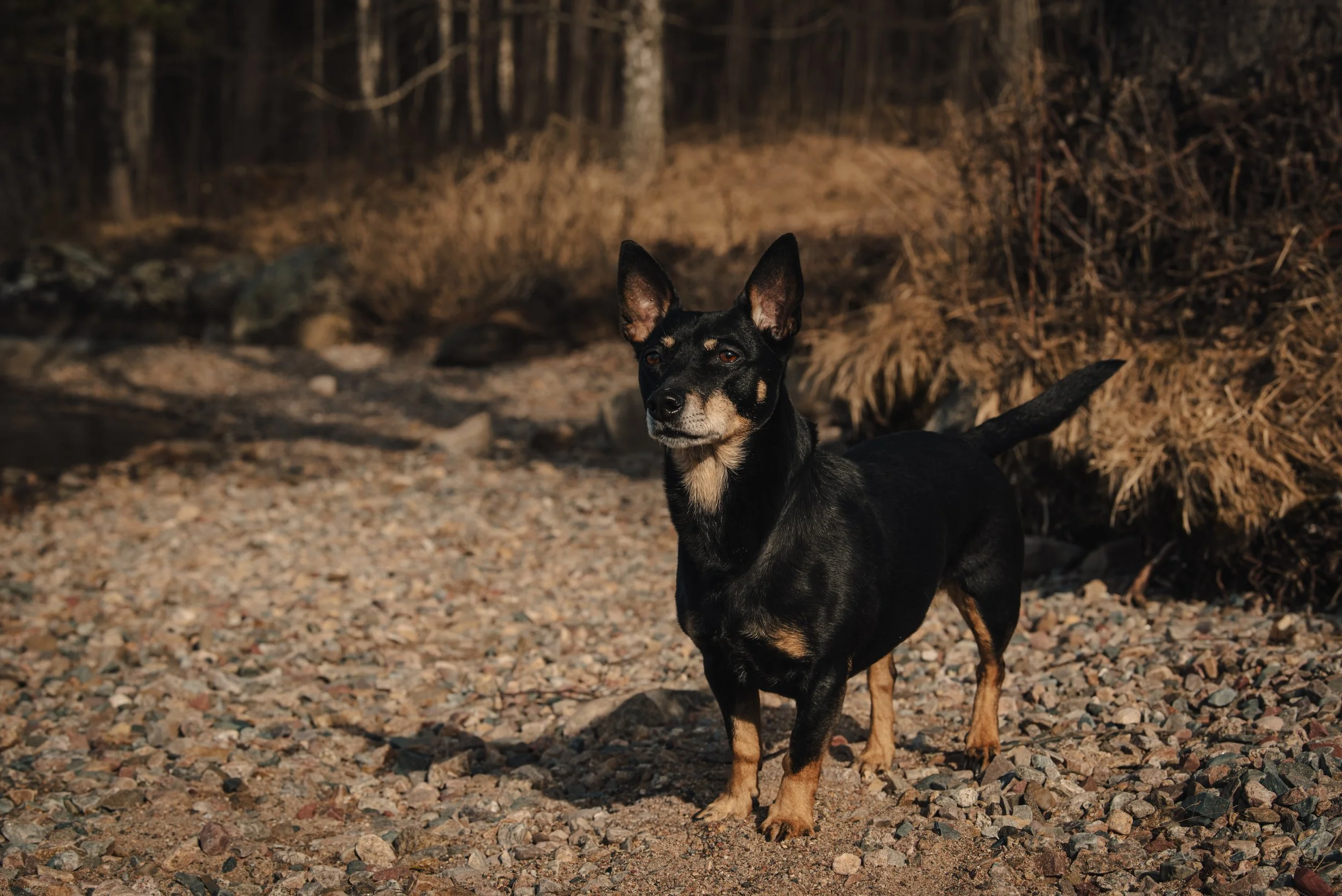 En liten hund med svarta och bruna färger står på en grusväg i en skog. Hundens öron är upprätt, och den tittar mot kameran. Bakgrunden består av träd och buskar, och det är skymning eller sen eftermiddag.
